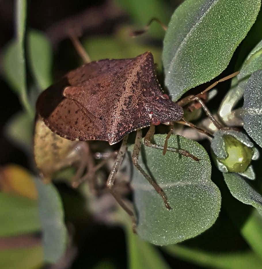brown stink bug, speckled shell, vibrant green leaves, SD Phone Wallpaper