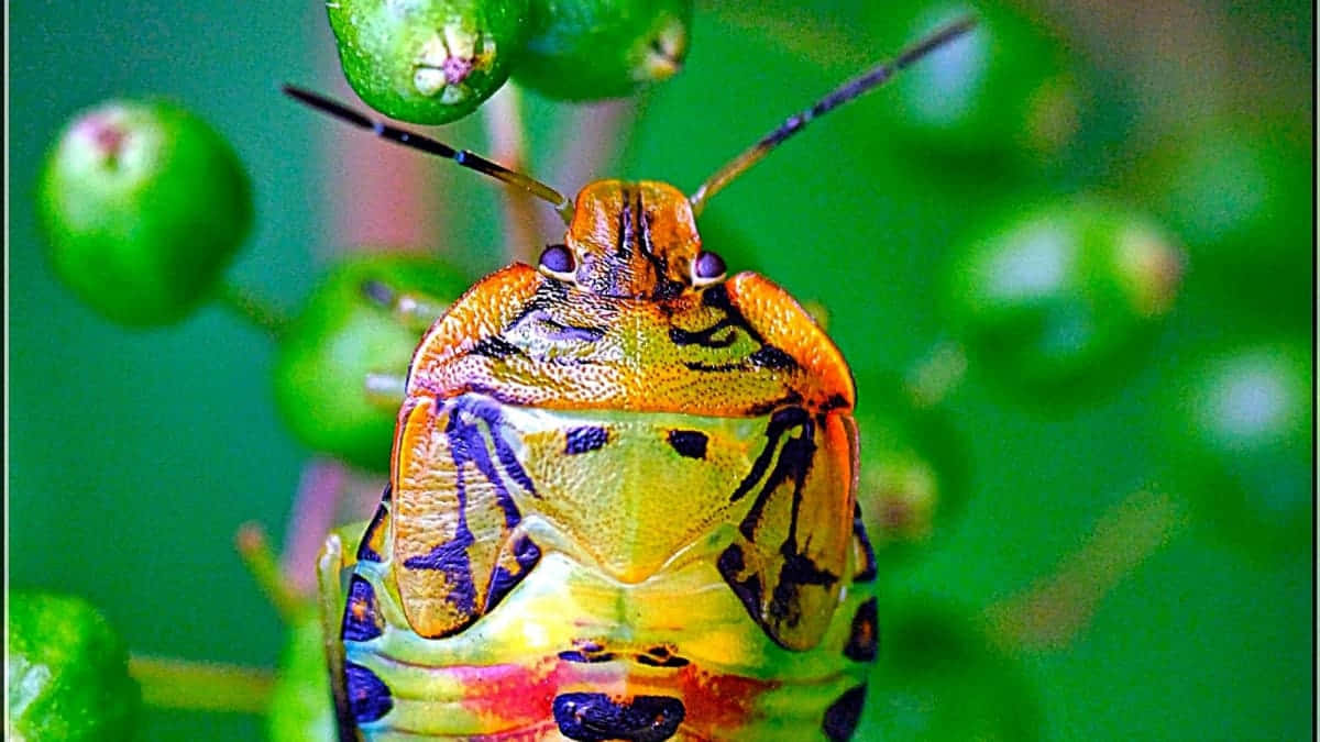 colorful stink bug, orange yellow and purple markings, green berries, SD Desktop Wallpaper
