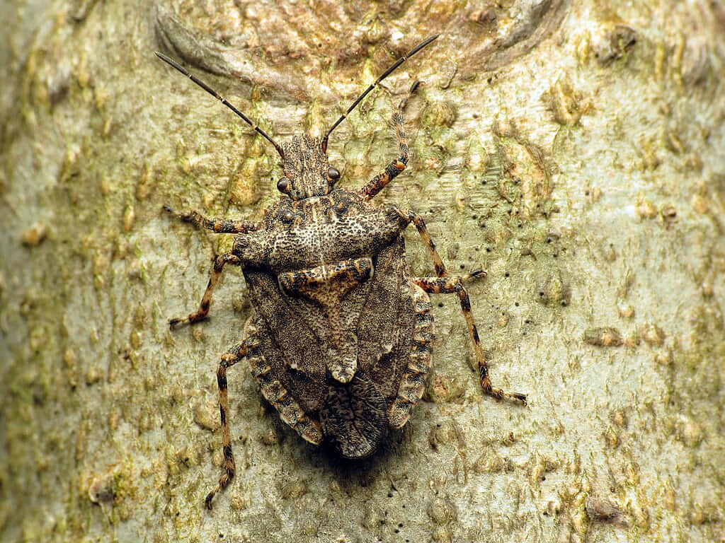 stink bug, tree bark, brown mottled, SD Desktop Wallpaper
