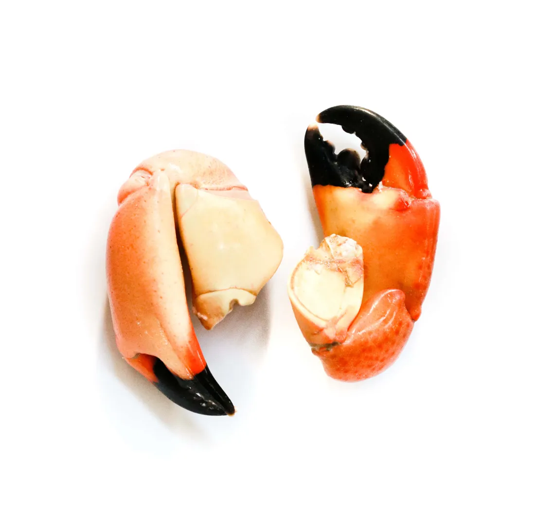Stone Crab