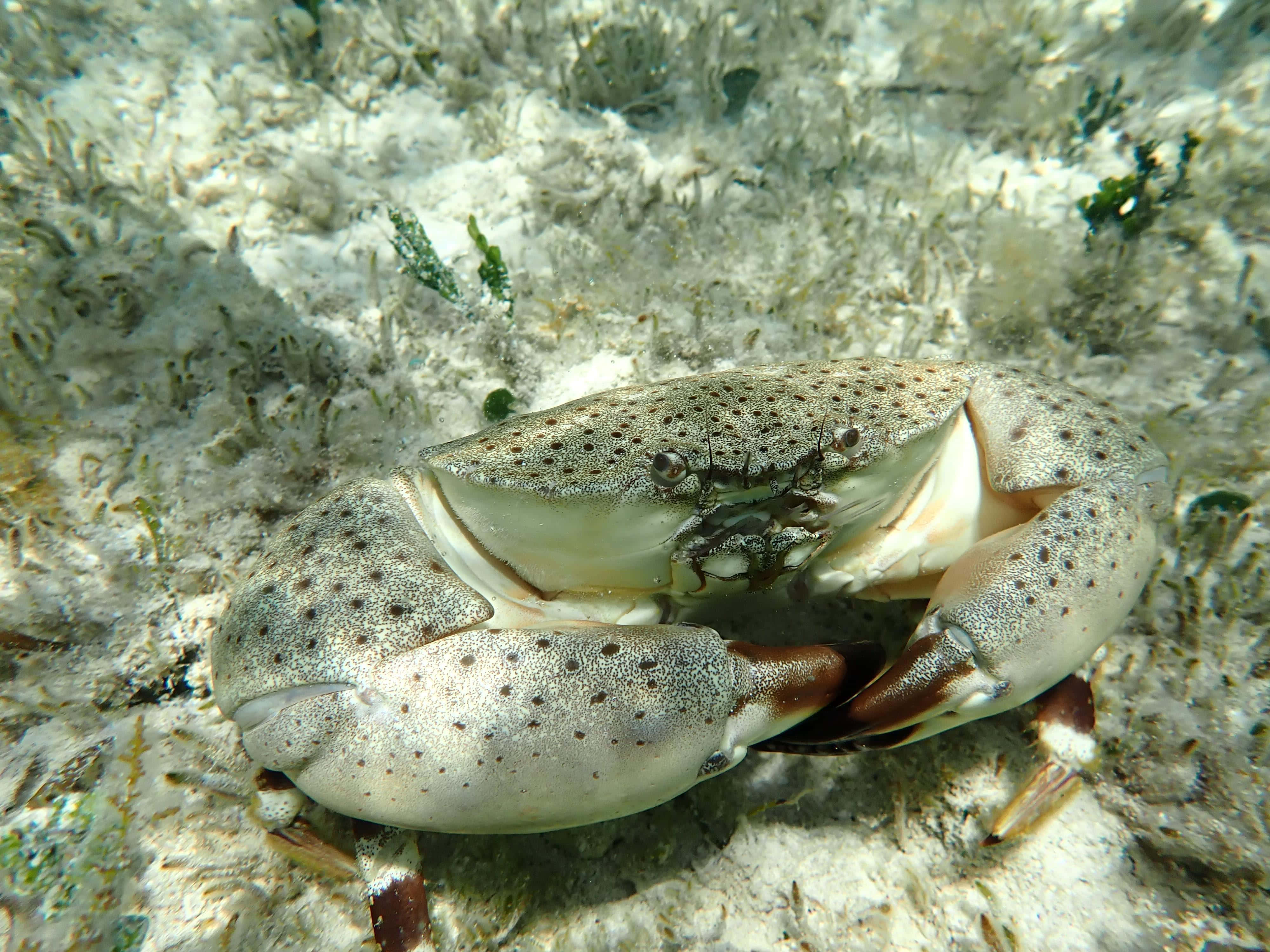 Stone Crab, underwater camouflage, sandy ocean floor, 4K Desktop Wallpaper