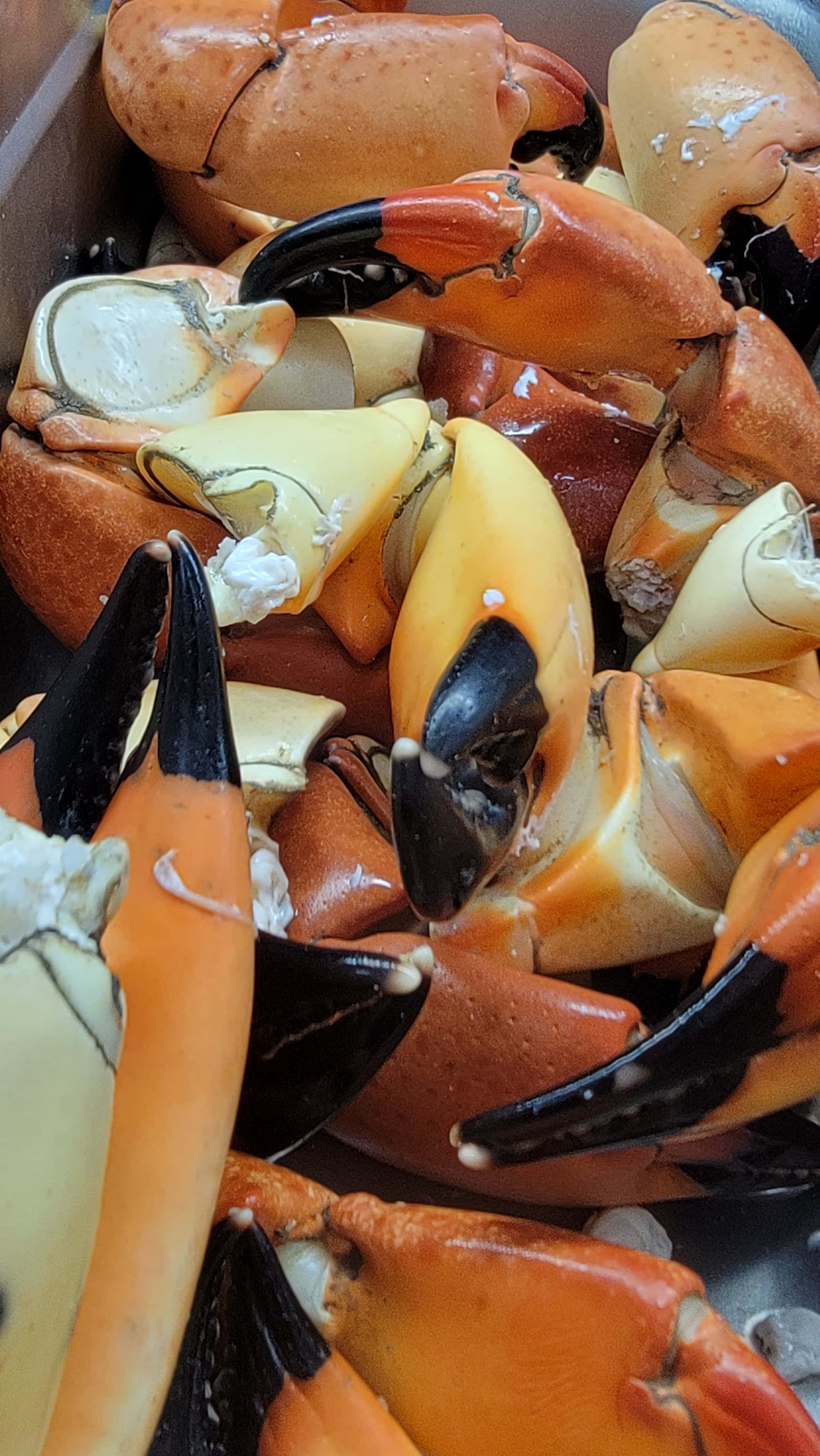 Stone Crab, orange, black, 4K Phone Wallpaper