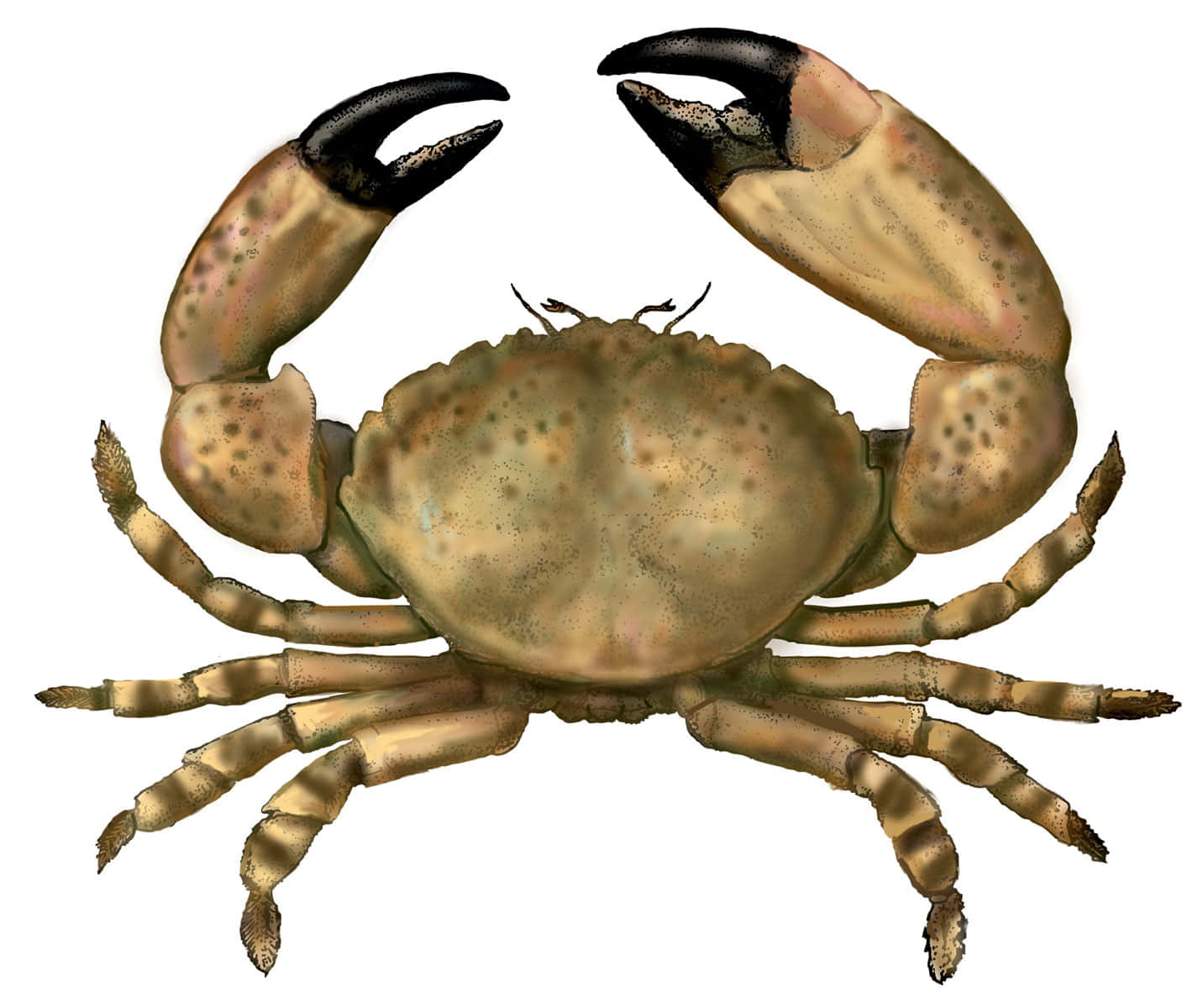 Stone Crab, speckled brown shell, black-tipped claws, HD Desktop Wallpaper