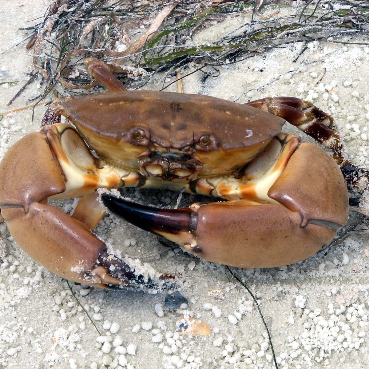 Stone Crab, sand, seaweed, SD Desktop Wallpaper
