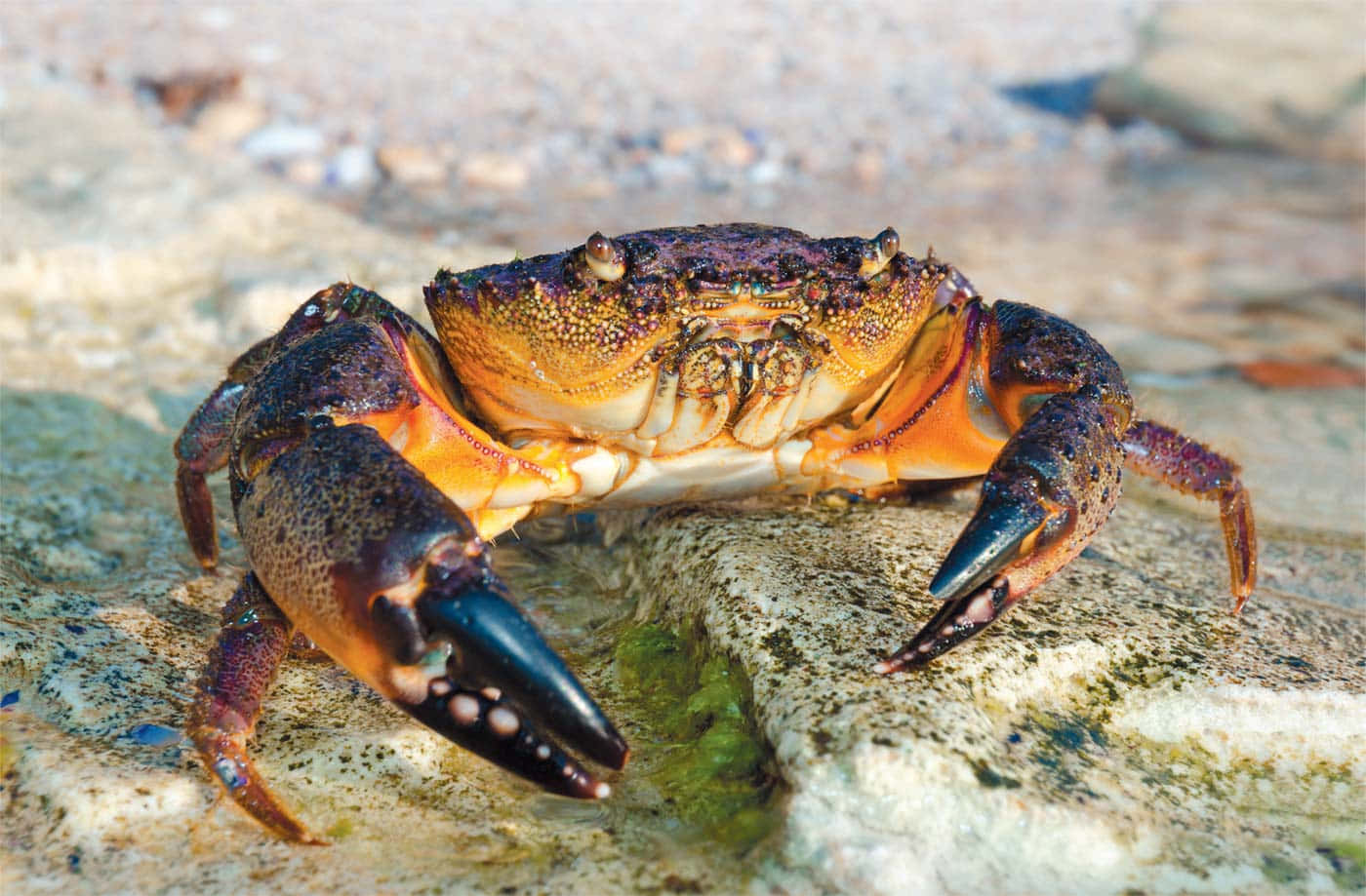 Stone Crab, rocky shore, mossy rock, HD Desktop Wallpaper