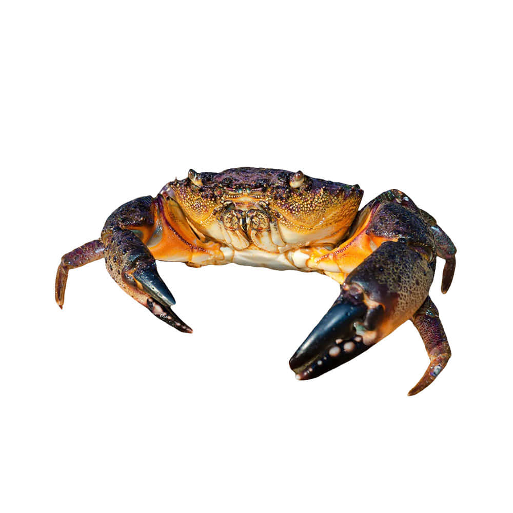 Stone Crab, dark blue, orange, SD Desktop Wallpaper