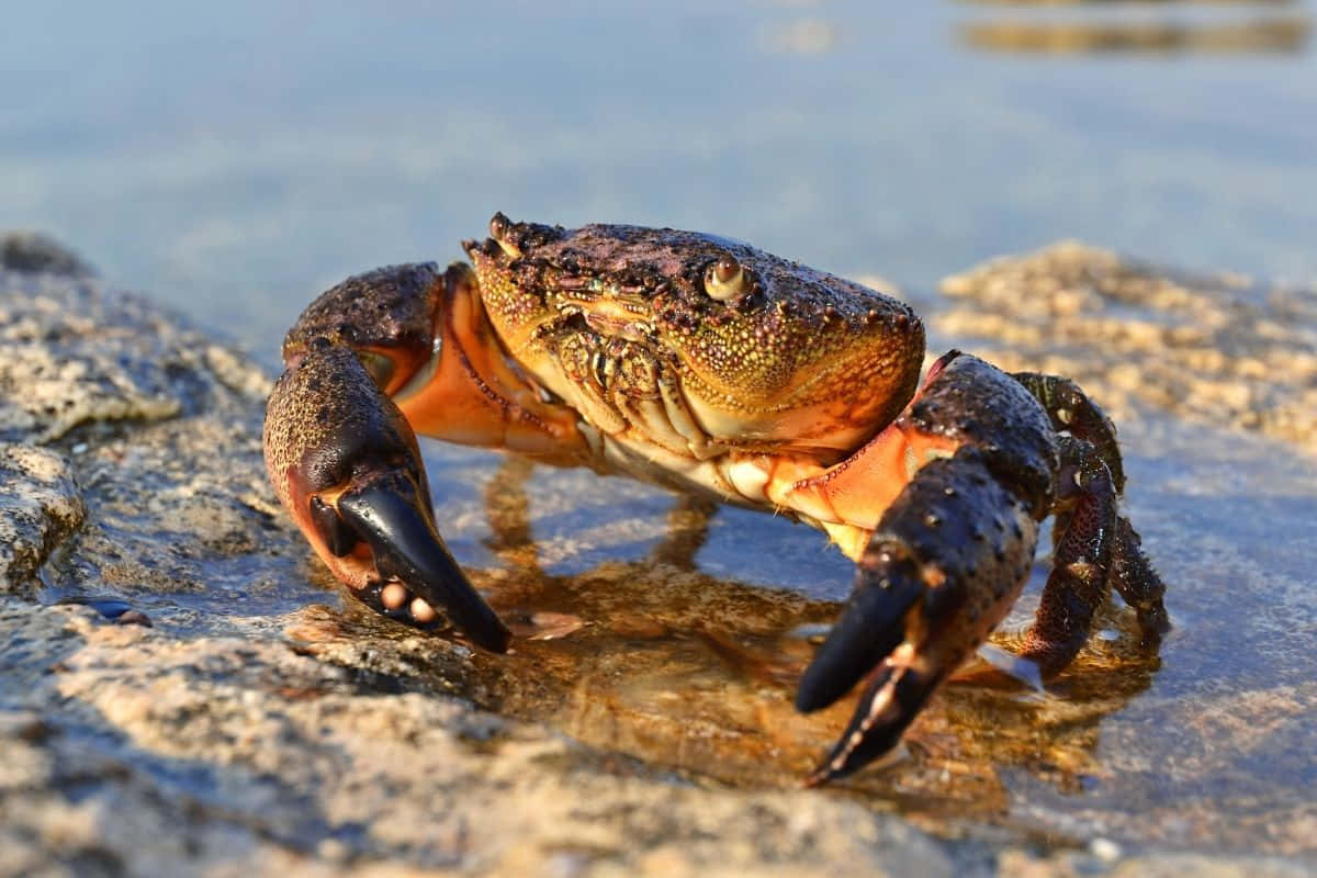 Stone Crab, rocky shore, wet rocks, SD Desktop Wallpaper