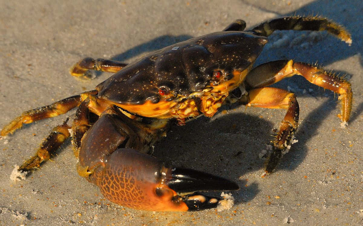 Stone Crab, wet sand, bright sunlight, SD Desktop Wallpaper