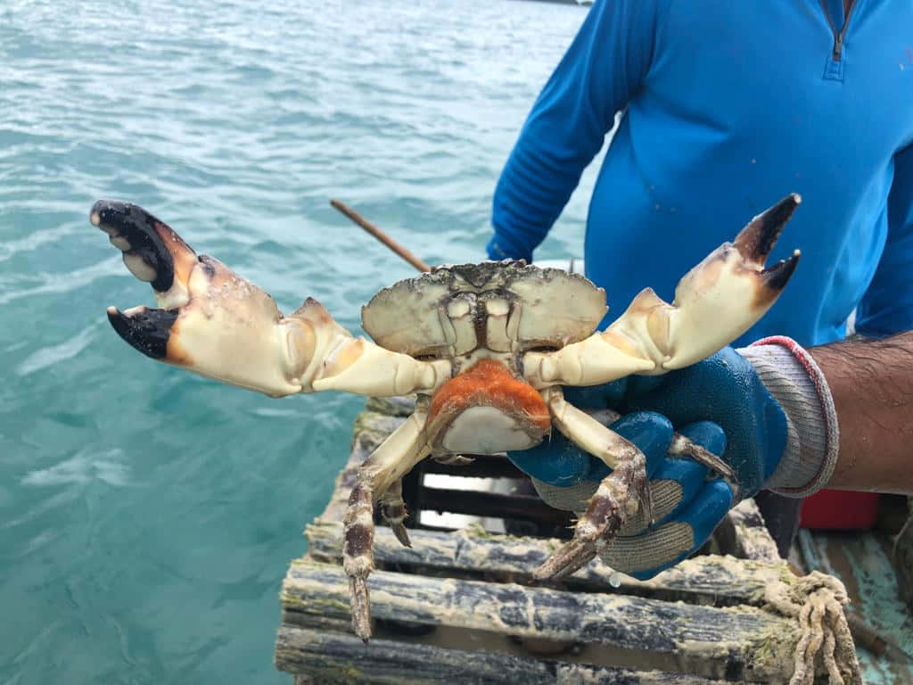 Stone Crab, blue jacket, glove, SD Desktop Wallpaper