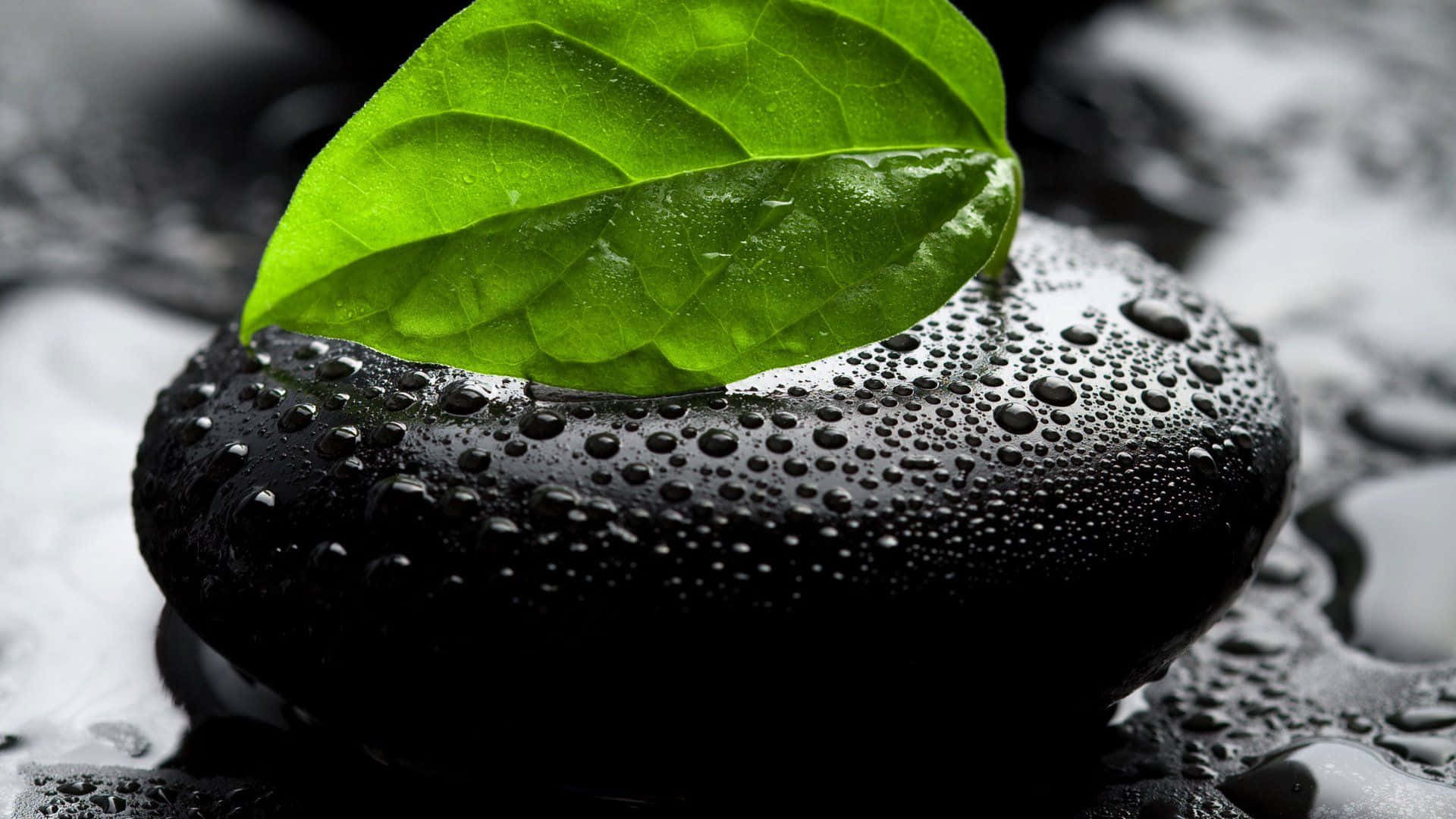 vibrant green leaf, glossy black stone, water droplets, Full HD Desktop Wallpaper