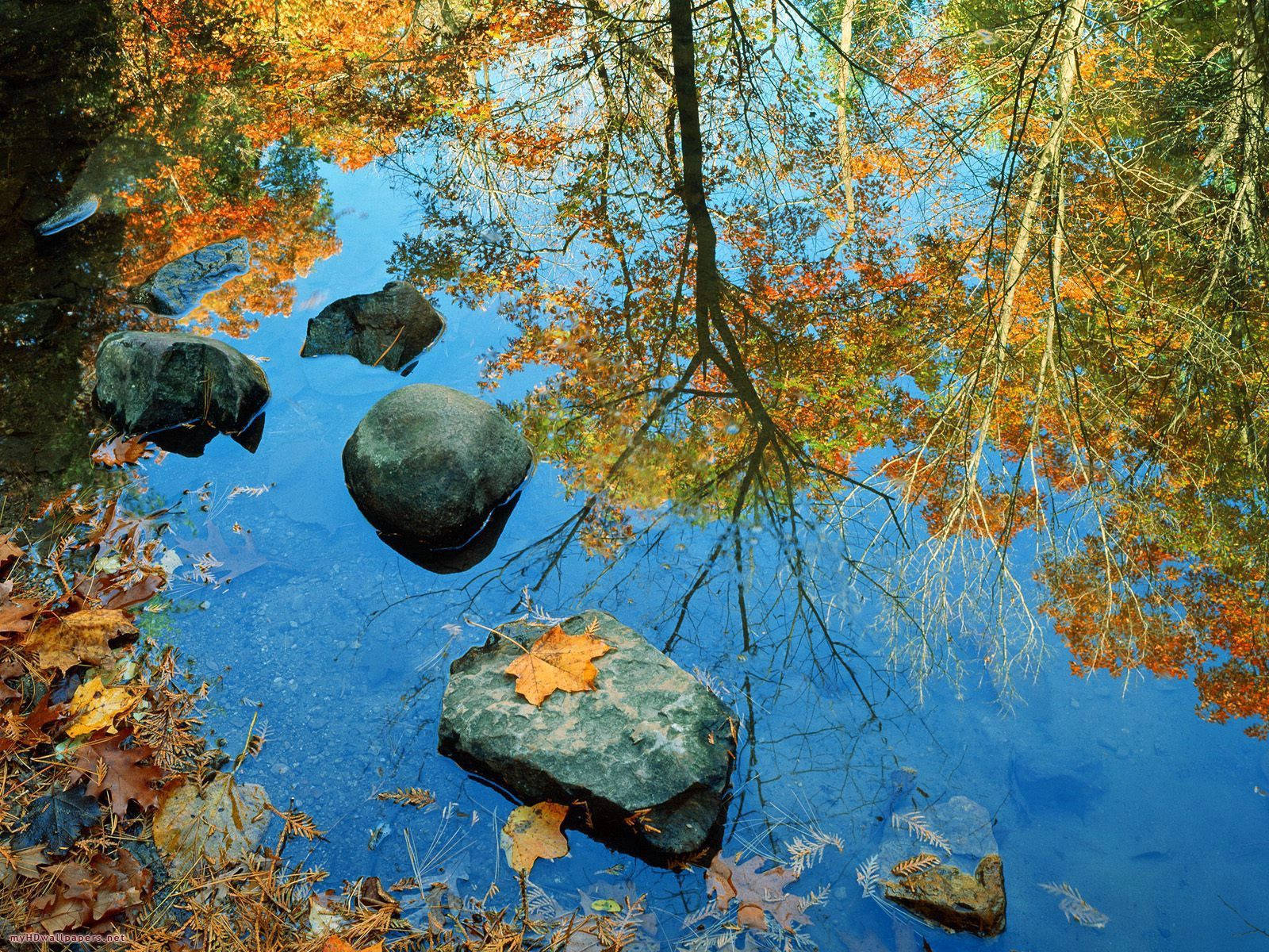 stone, river, autumn leaves, HD Desktop Wallpaper
