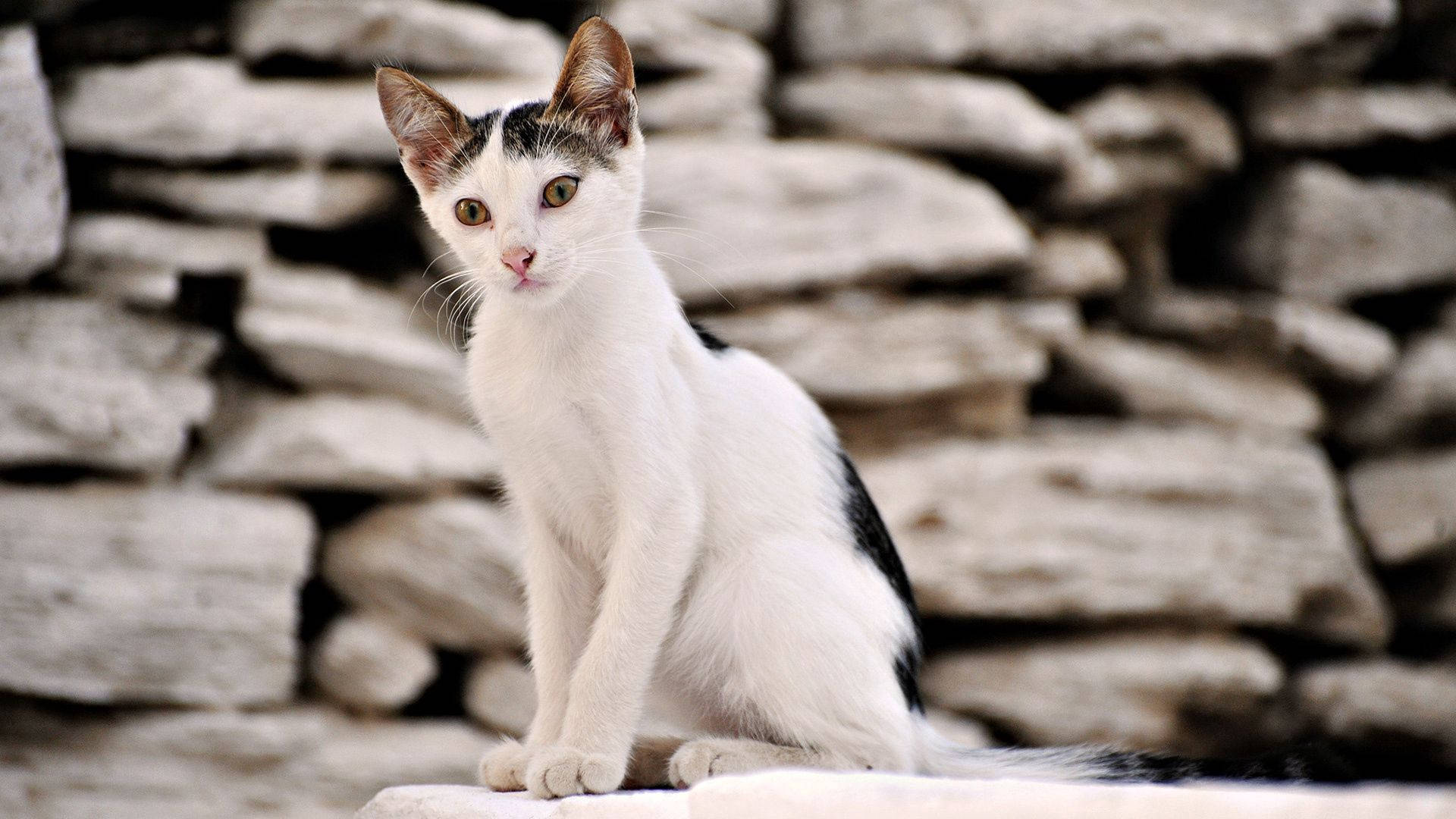 white stone wall, cat, white and black cat, Full HD Desktop Wallpaper