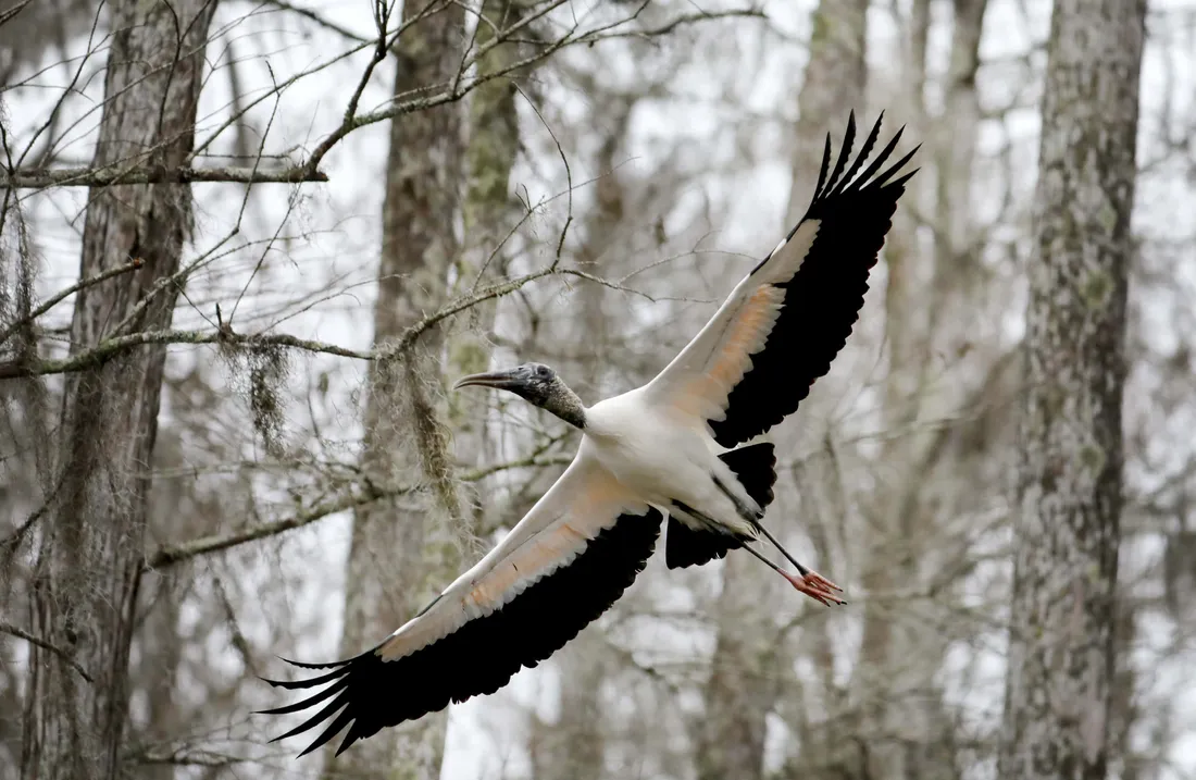 Stork Wallpapers
