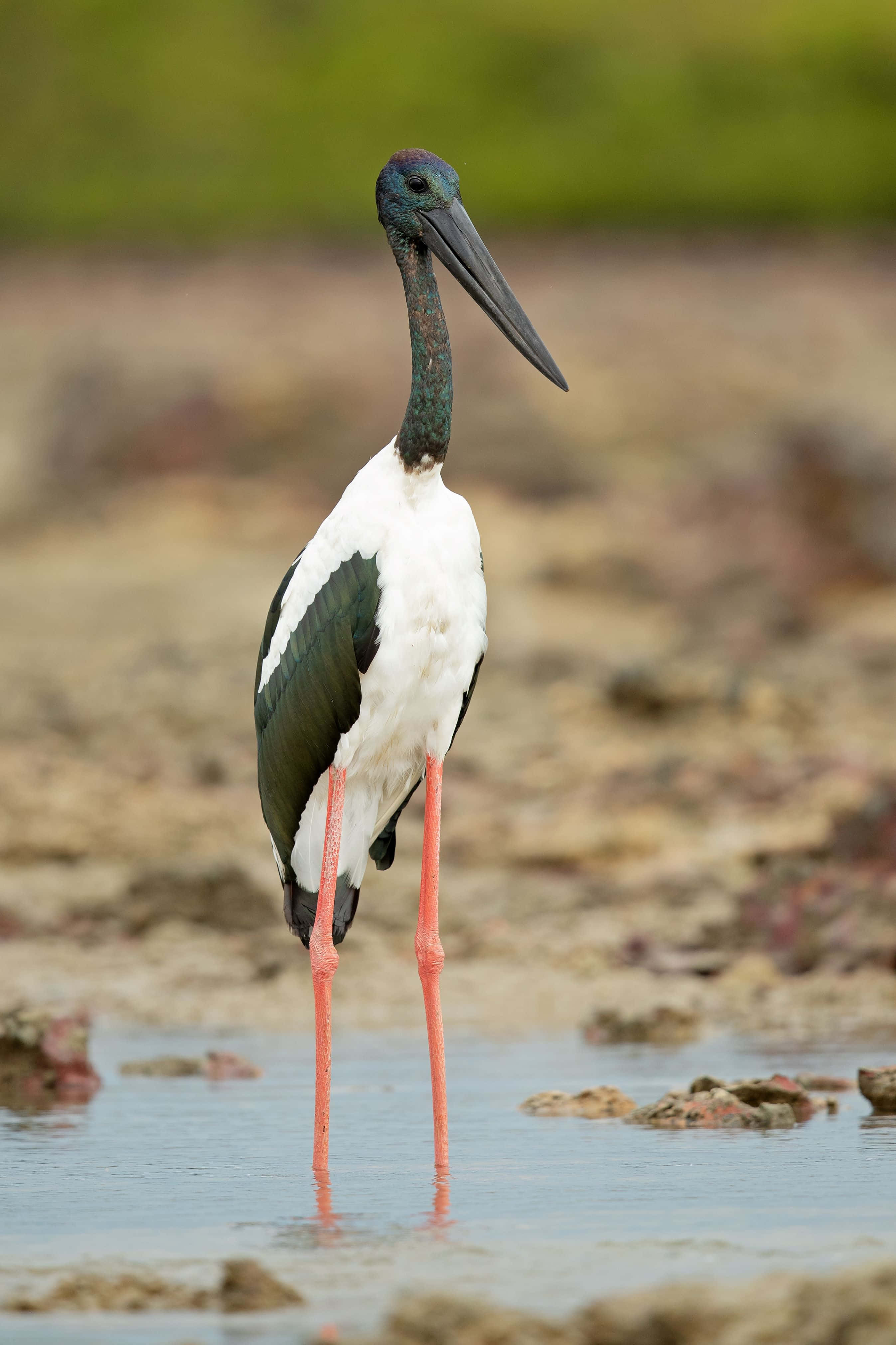 black-necked stork, pink legs, long black beak, 4K Phone Wallpaper