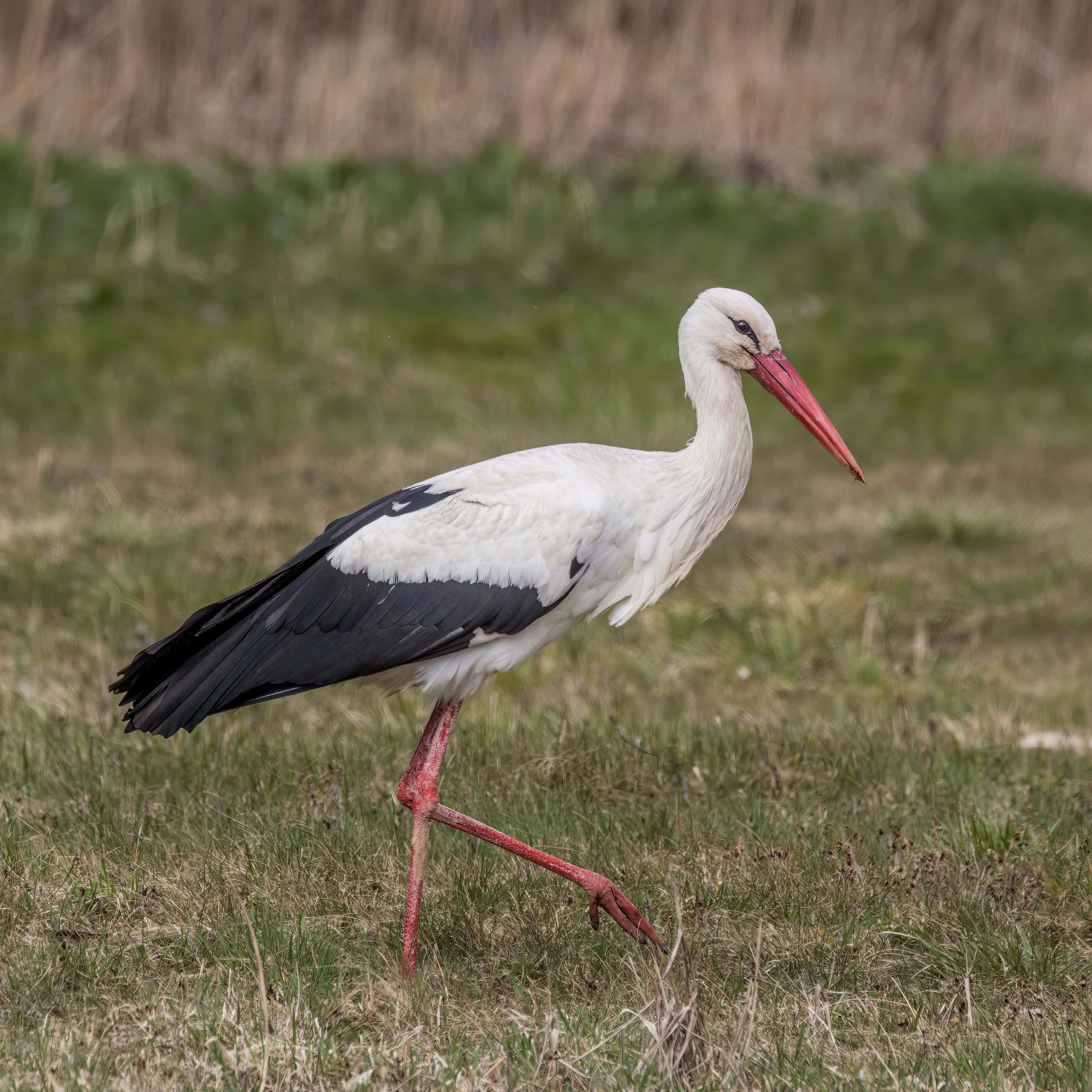 white stork, black wingtips, red beak, 2K Desktop Wallpaper