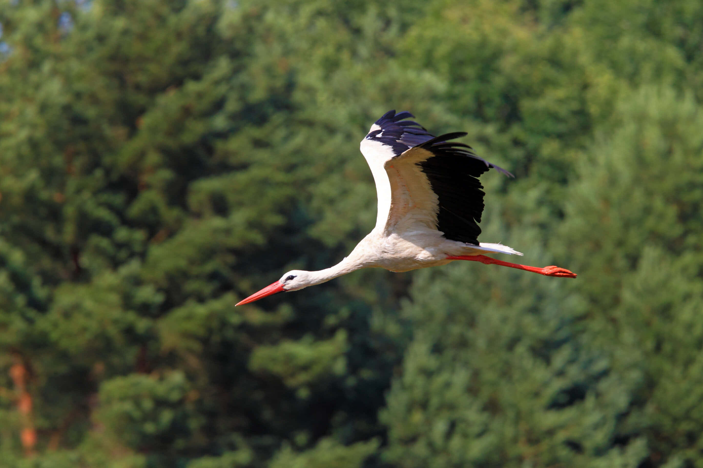 white stork, black wingtips, red beak, 2K Desktop Wallpaper
