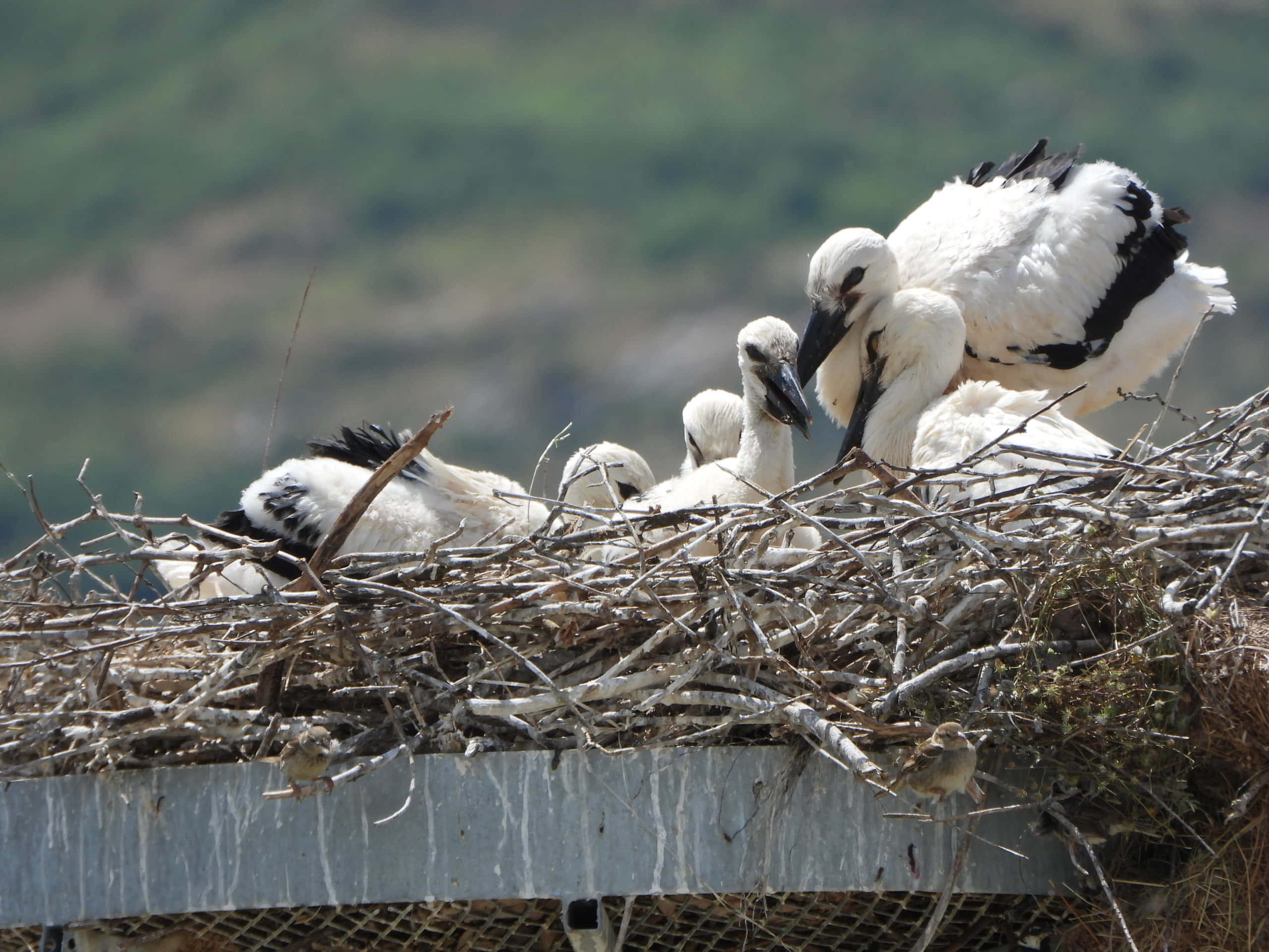 Stork, white stork, black wing feathers, 2K Desktop Wallpaper