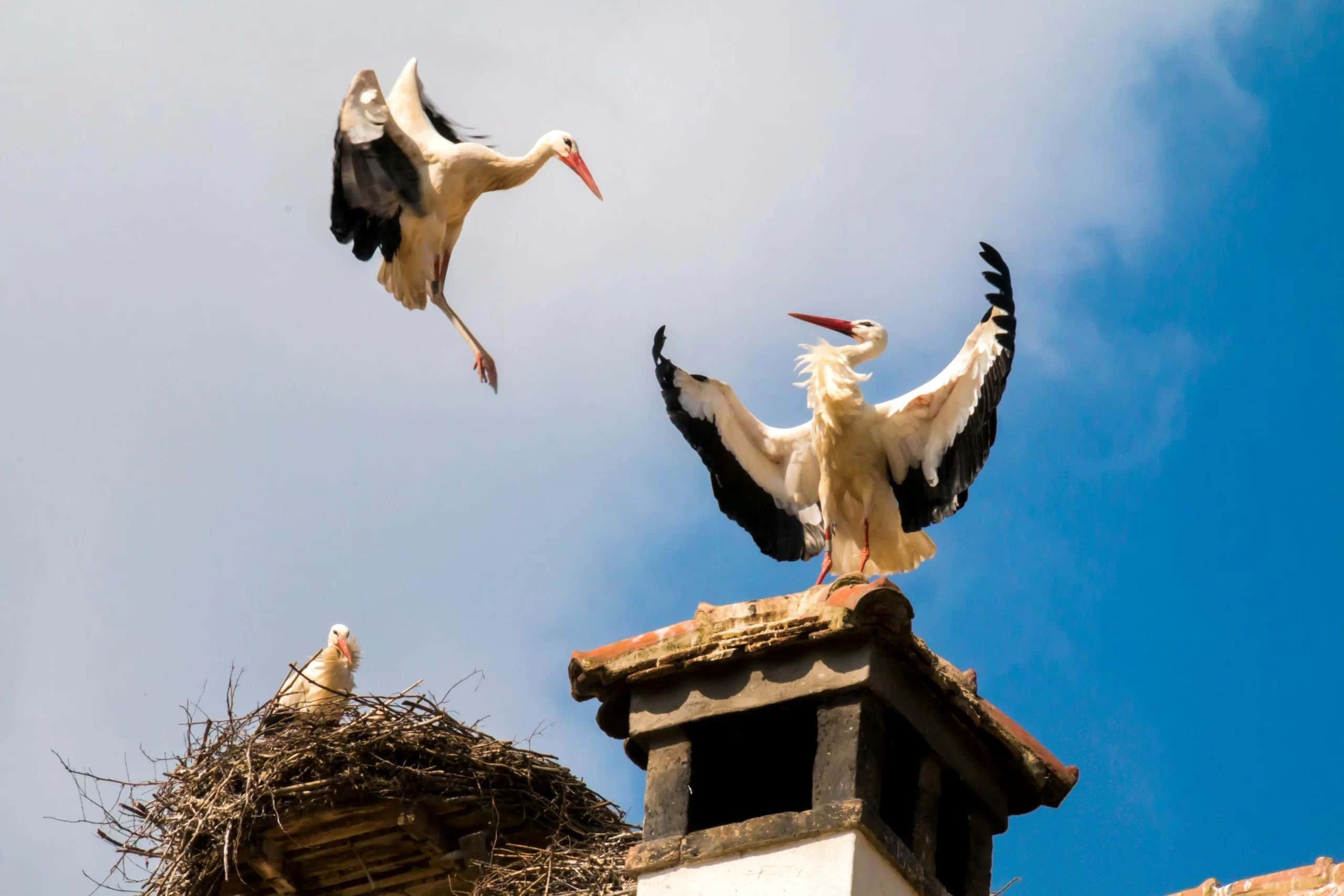 white storks, black wingtips, blue sky, 2K Desktop Wallpaper