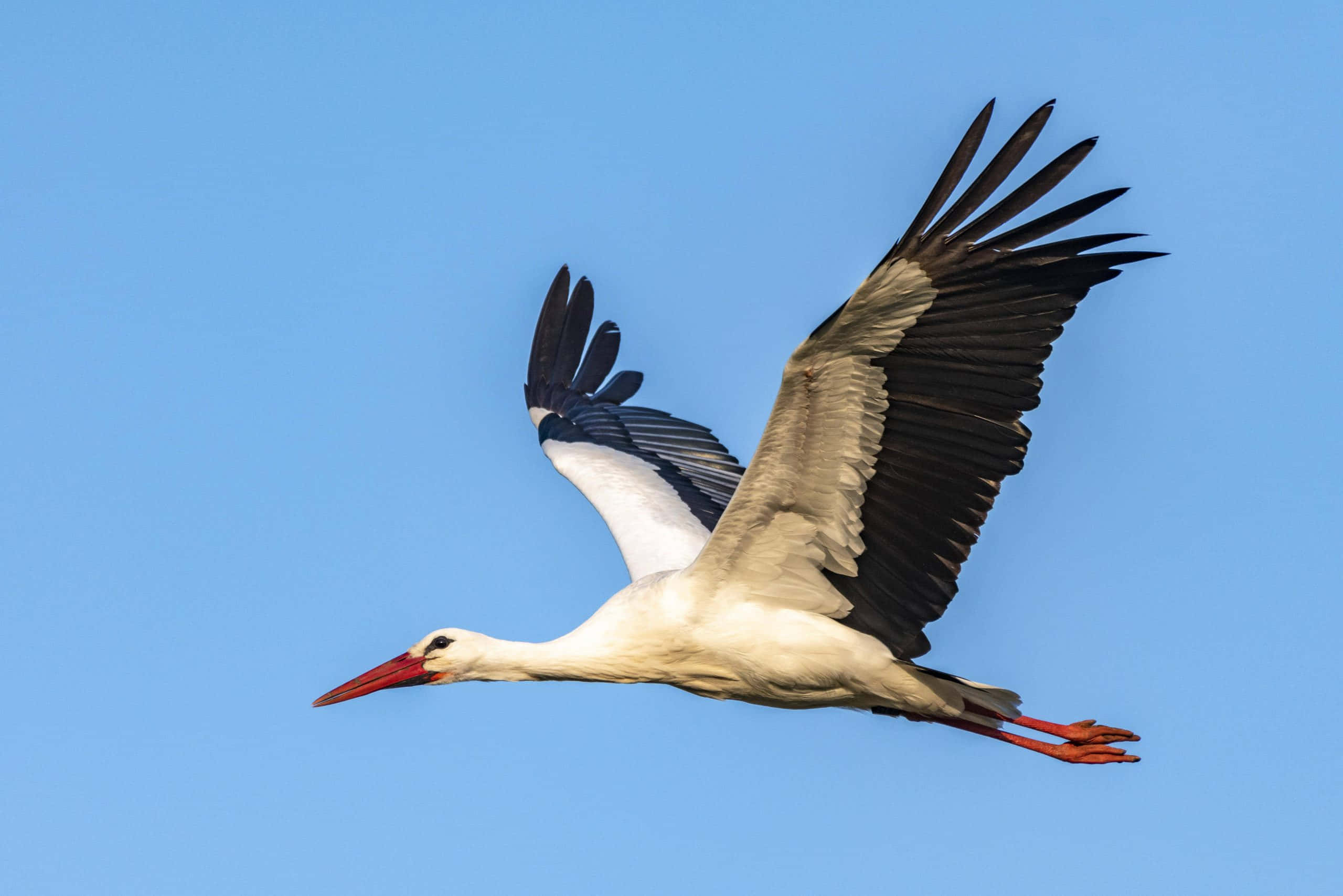 white stork, black wingtips, red beak, 2K Desktop Wallpaper