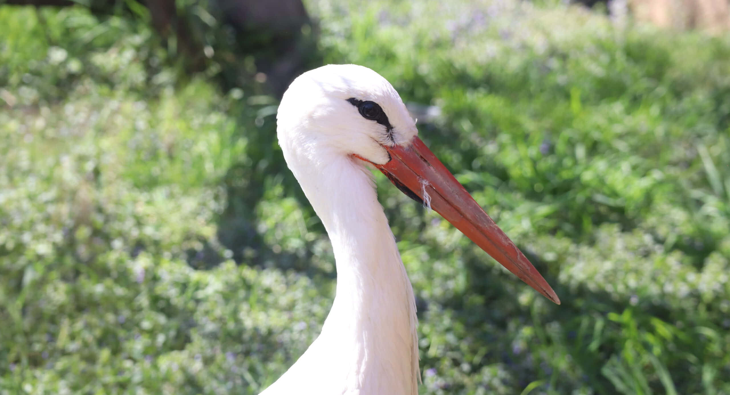 white stork, long orange beak, sunlit green grass, 2K Desktop Wallpaper