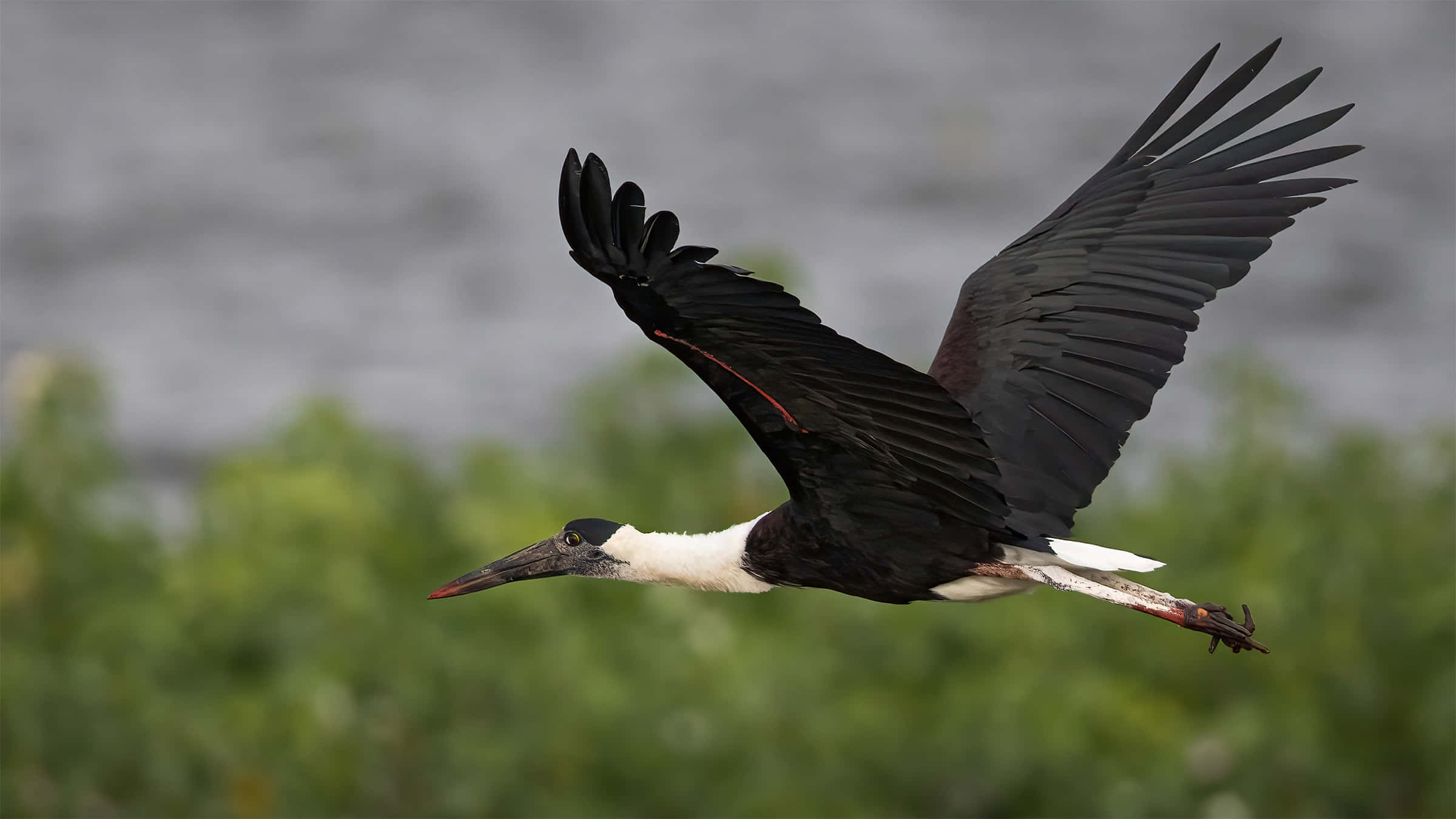 black stork, white neck, red beak, Full HD Desktop Wallpaper