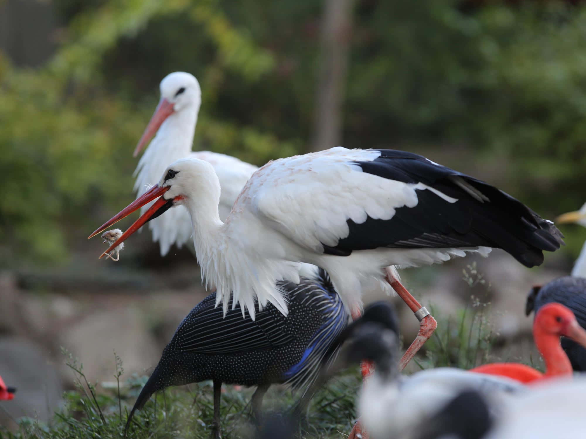 Stork, white stork, black wingtips, Full HD Desktop Wallpaper