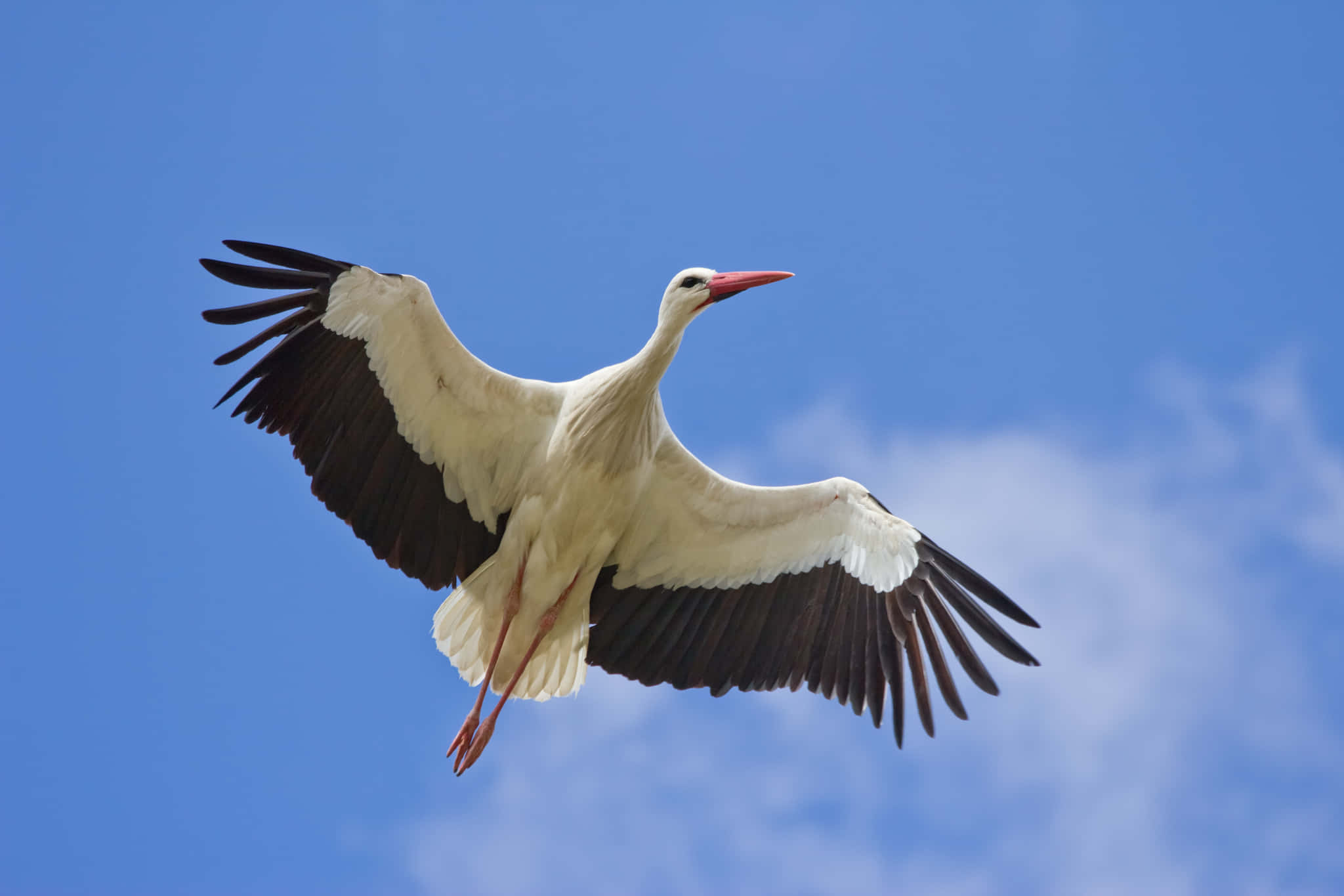 white stork, black wingtips, clear blue sky, Full HD Desktop Wallpaper
