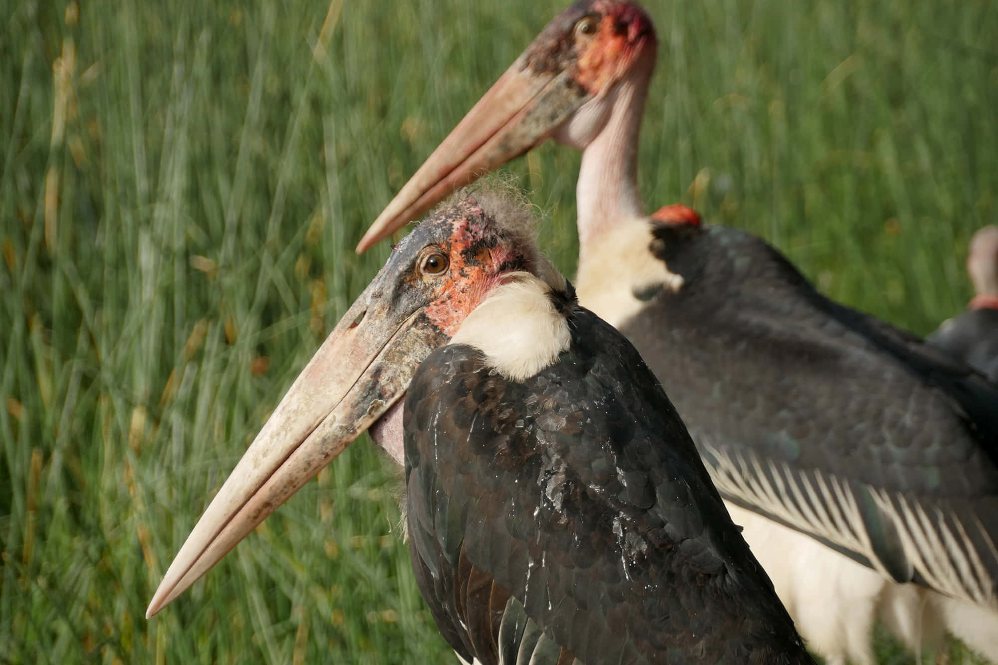 marabou storks, long curved beaks, bare red heads, Full HD Desktop Wallpaper