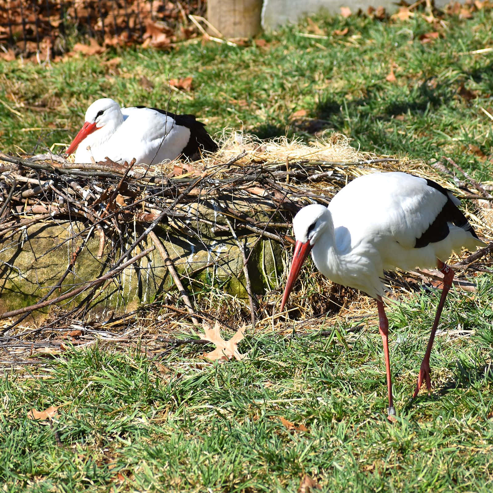white storks, black wingtips, red beaks, HD Desktop Wallpaper