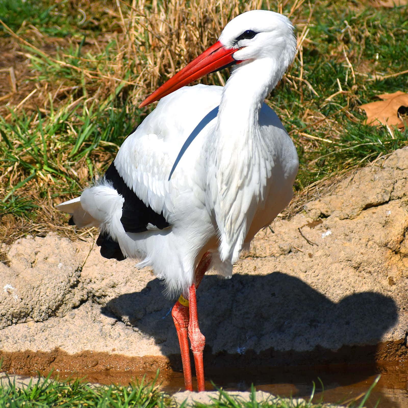 white stork, long red beak, legs, HD Desktop Wallpaper