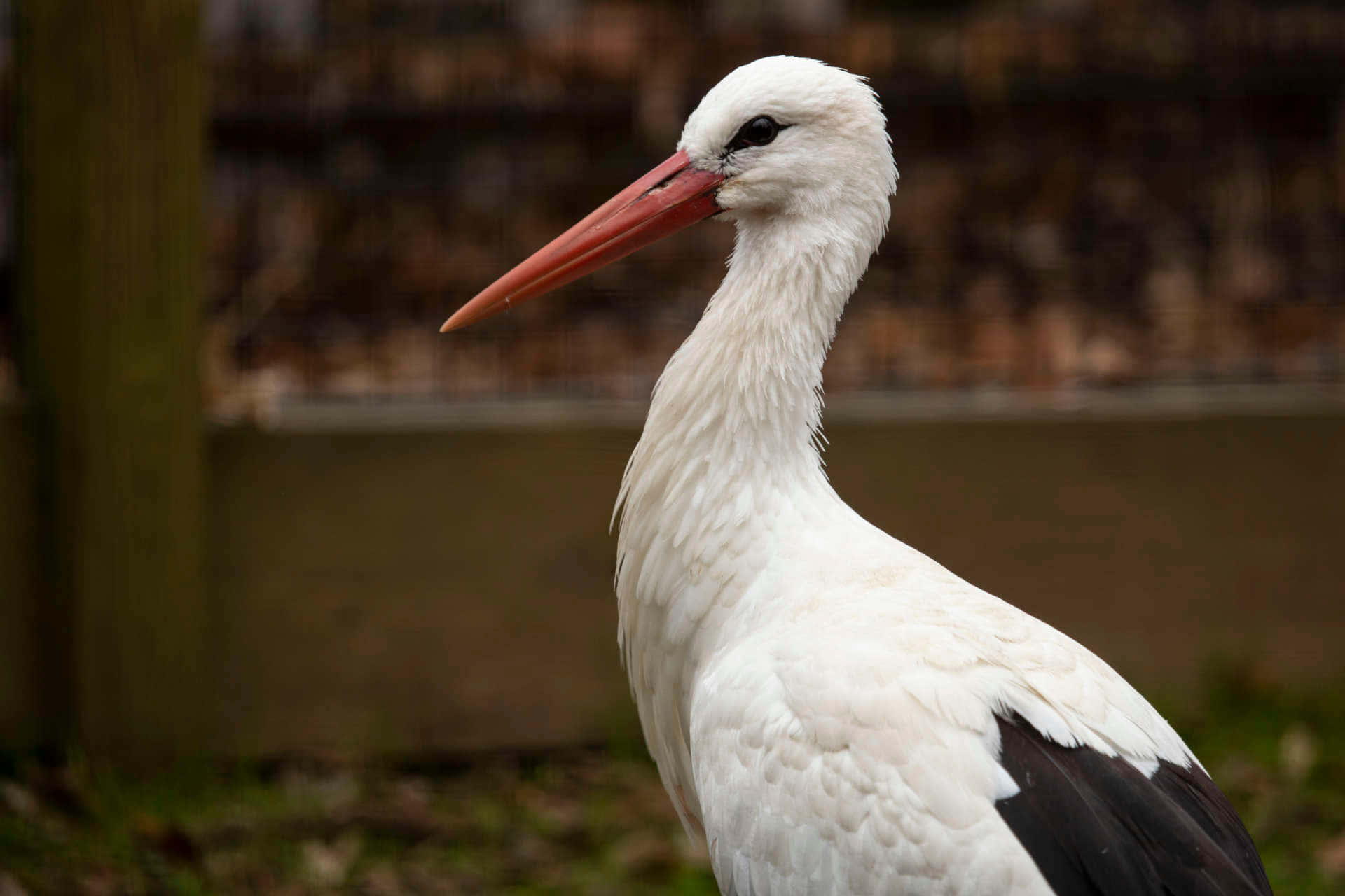 white stork, long red beak, black wingtips, Full HD Desktop Wallpaper