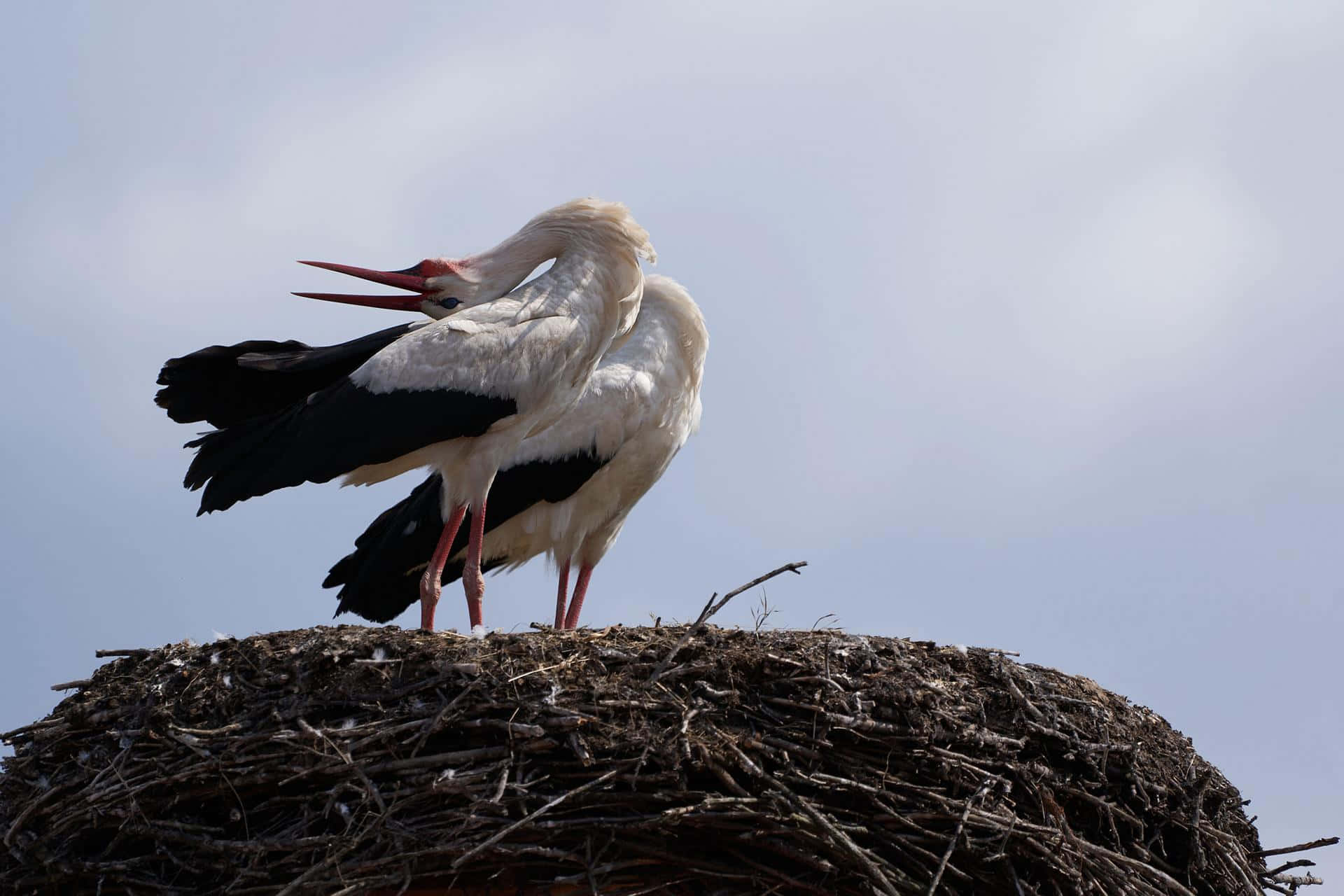 white stork, black wings, red beak, Full HD Desktop Wallpaper