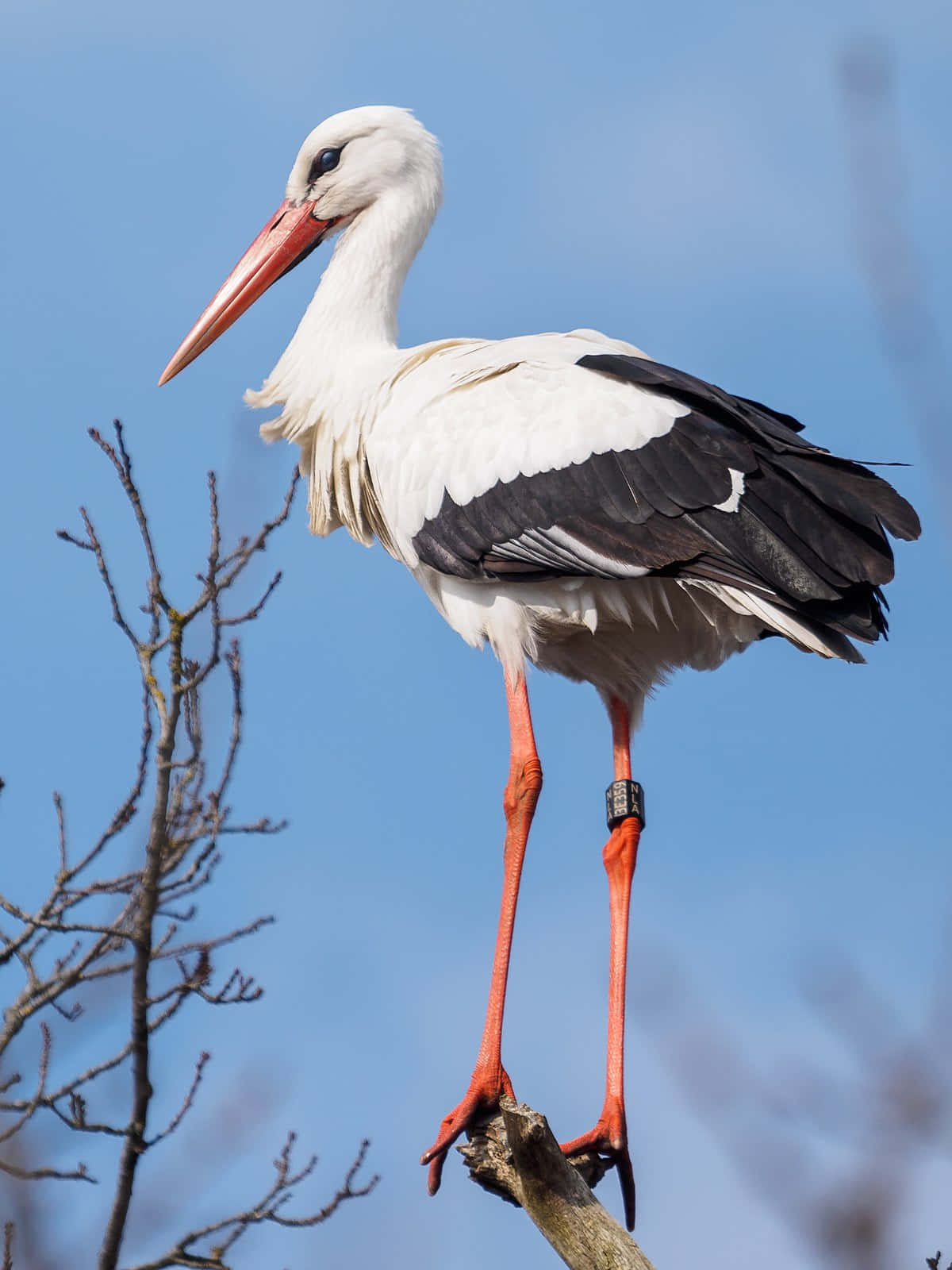white stork, black wingtips, orange beak, HD Phone Wallpaper