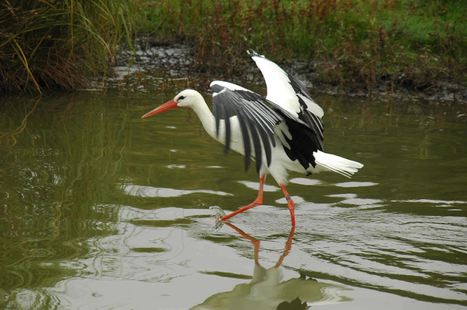 Stork, black and white, orange beak, HD Desktop Wallpaper