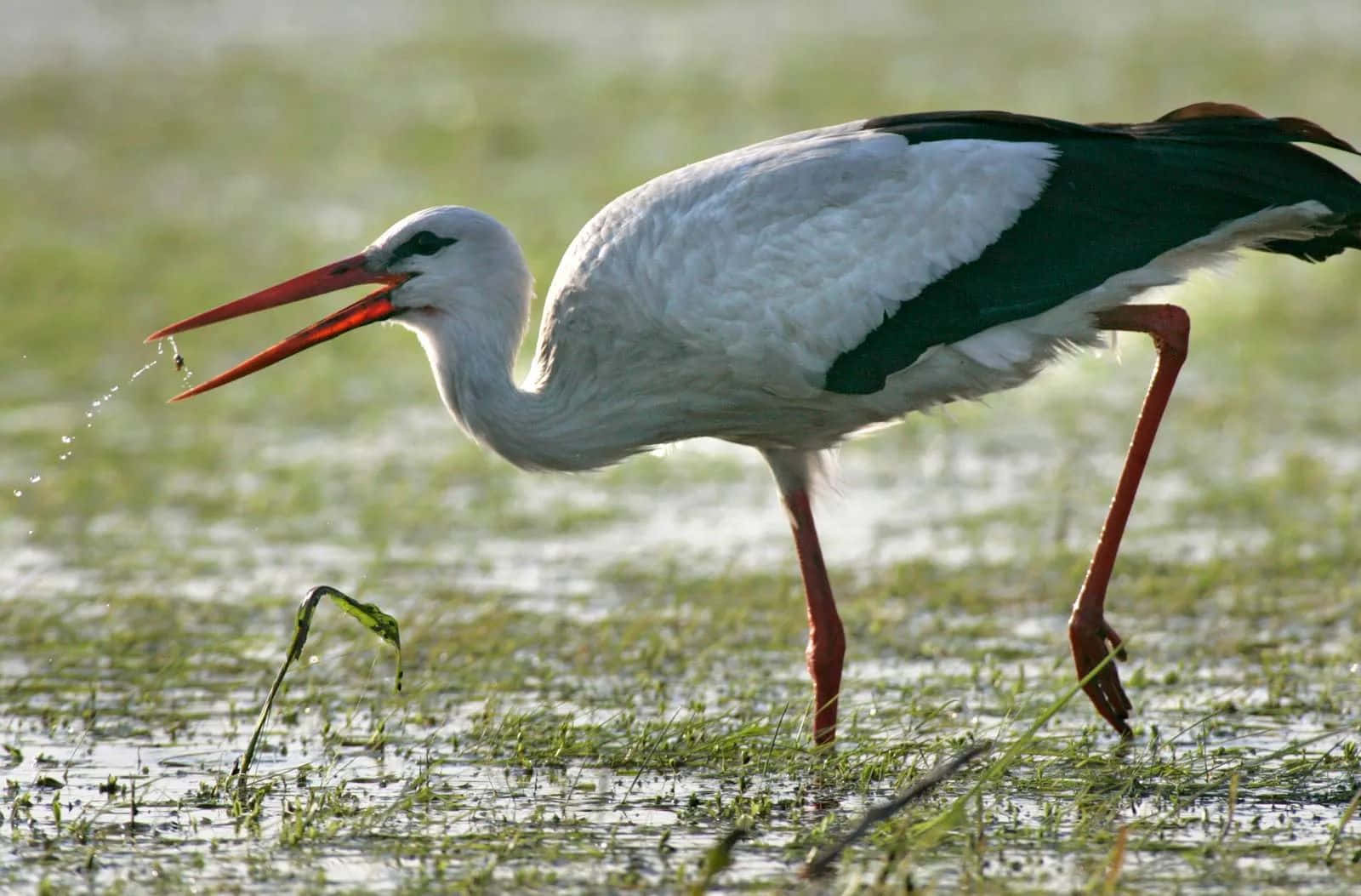 white stork, black wingtips, red legs, HD Desktop Wallpaper