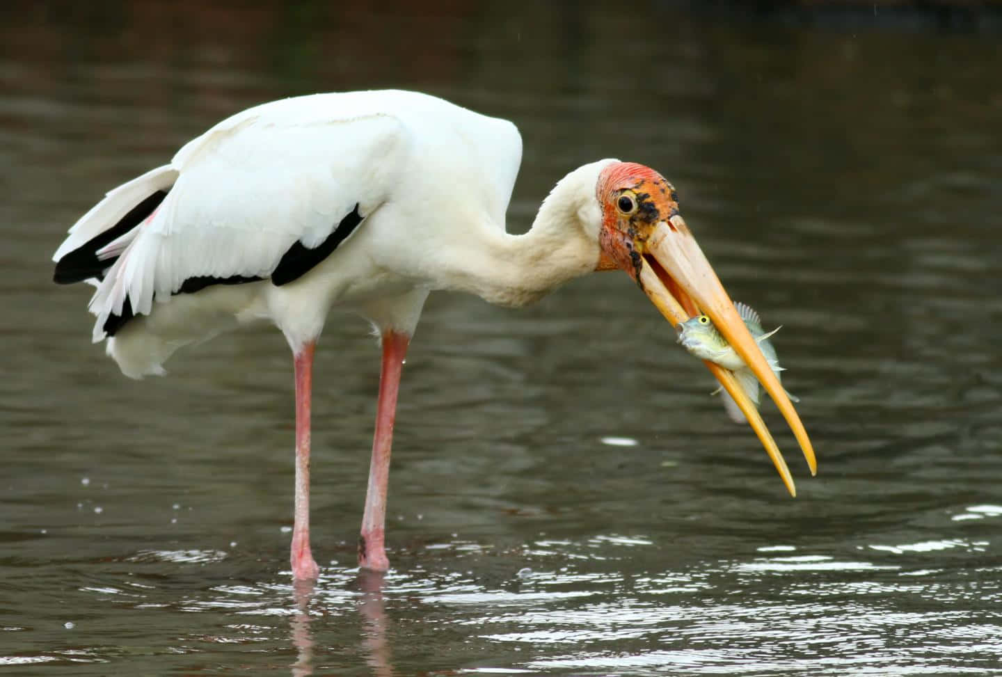 white stork, yellow beak, shallow water, HD Desktop Wallpaper