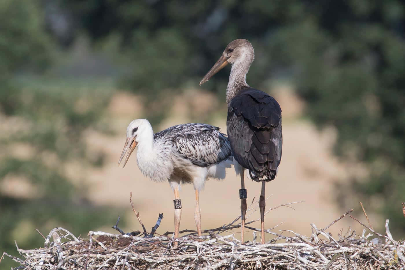 storks, adult, juvenile, HD Desktop Wallpaper
