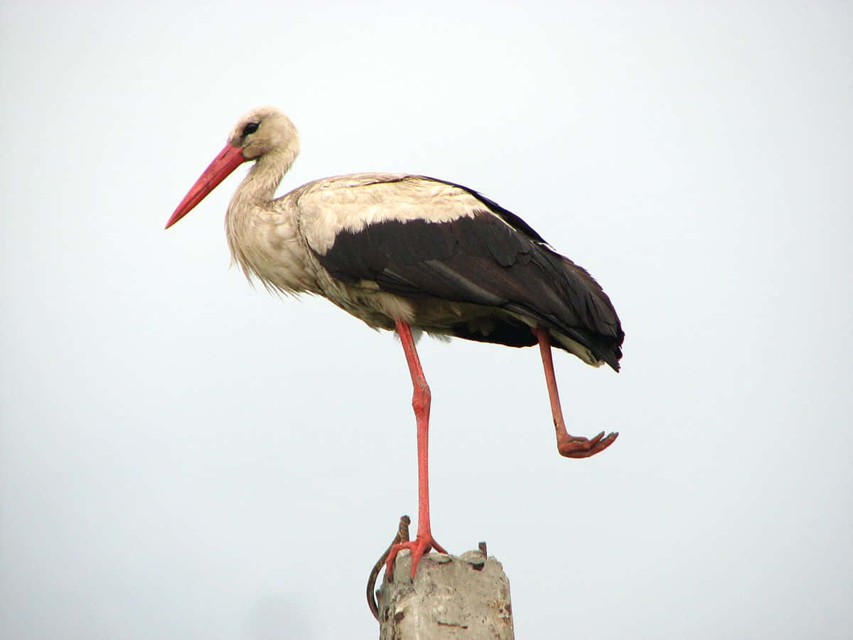 white stork, black wingtips, red beak, SD Desktop Wallpaper