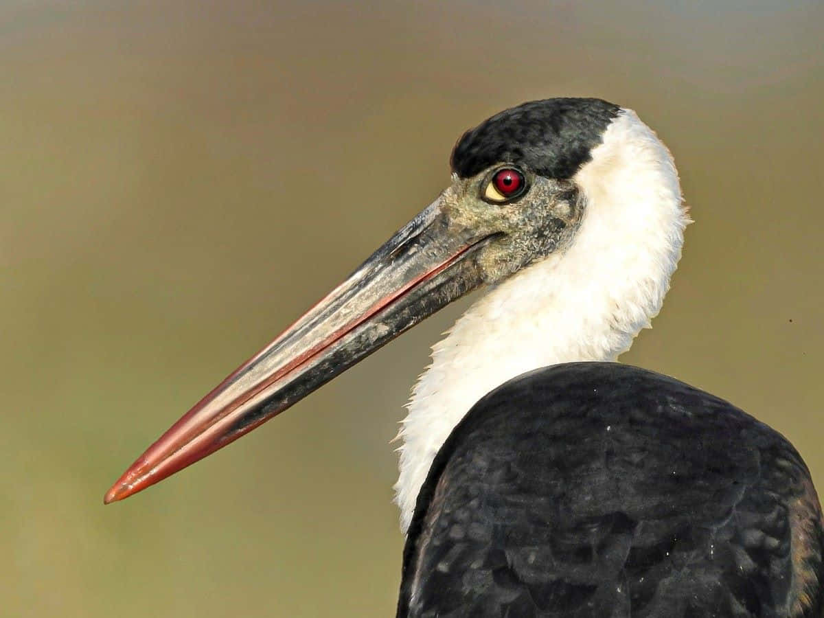 stork, long pointed beak, red eye, SD Desktop Wallpaper