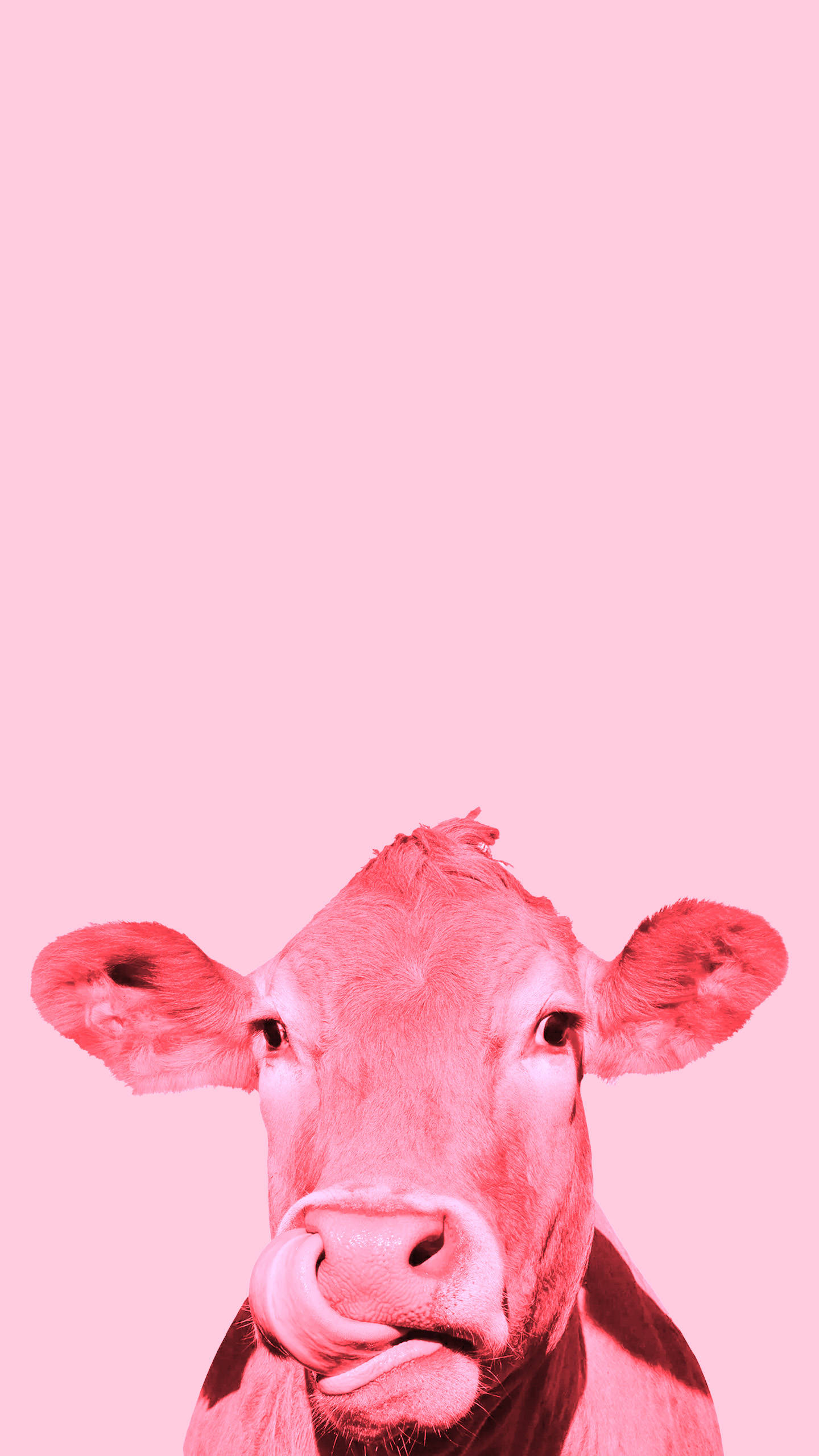 Strawberry Cow, solid pink background, cow's face, 2K Phone Wallpaper