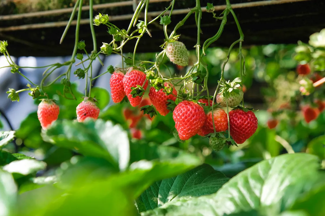 Strawberry Desktop