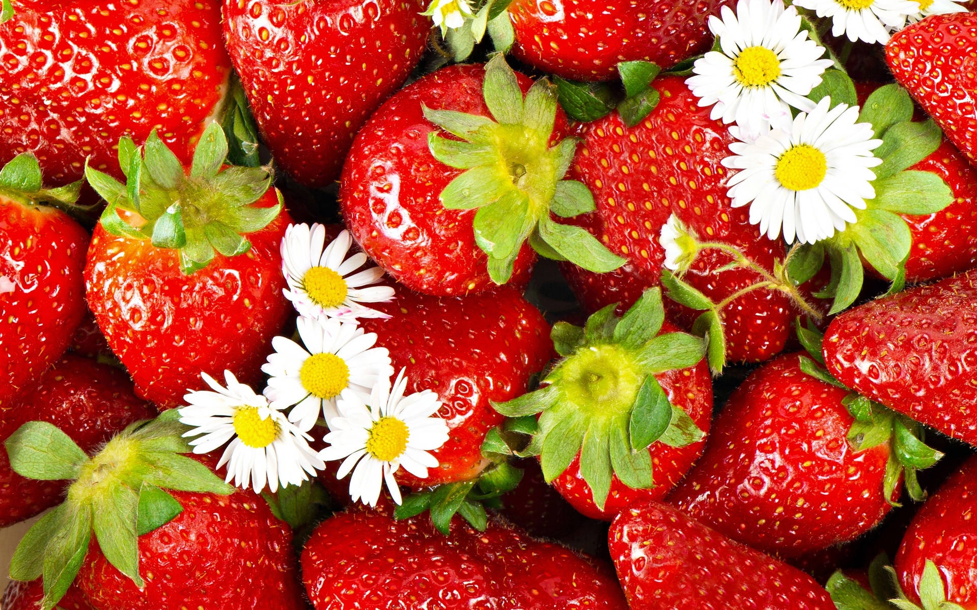 Strawberry Desktop, red strawberries, green tops, Full HD Desktop Wallpaper