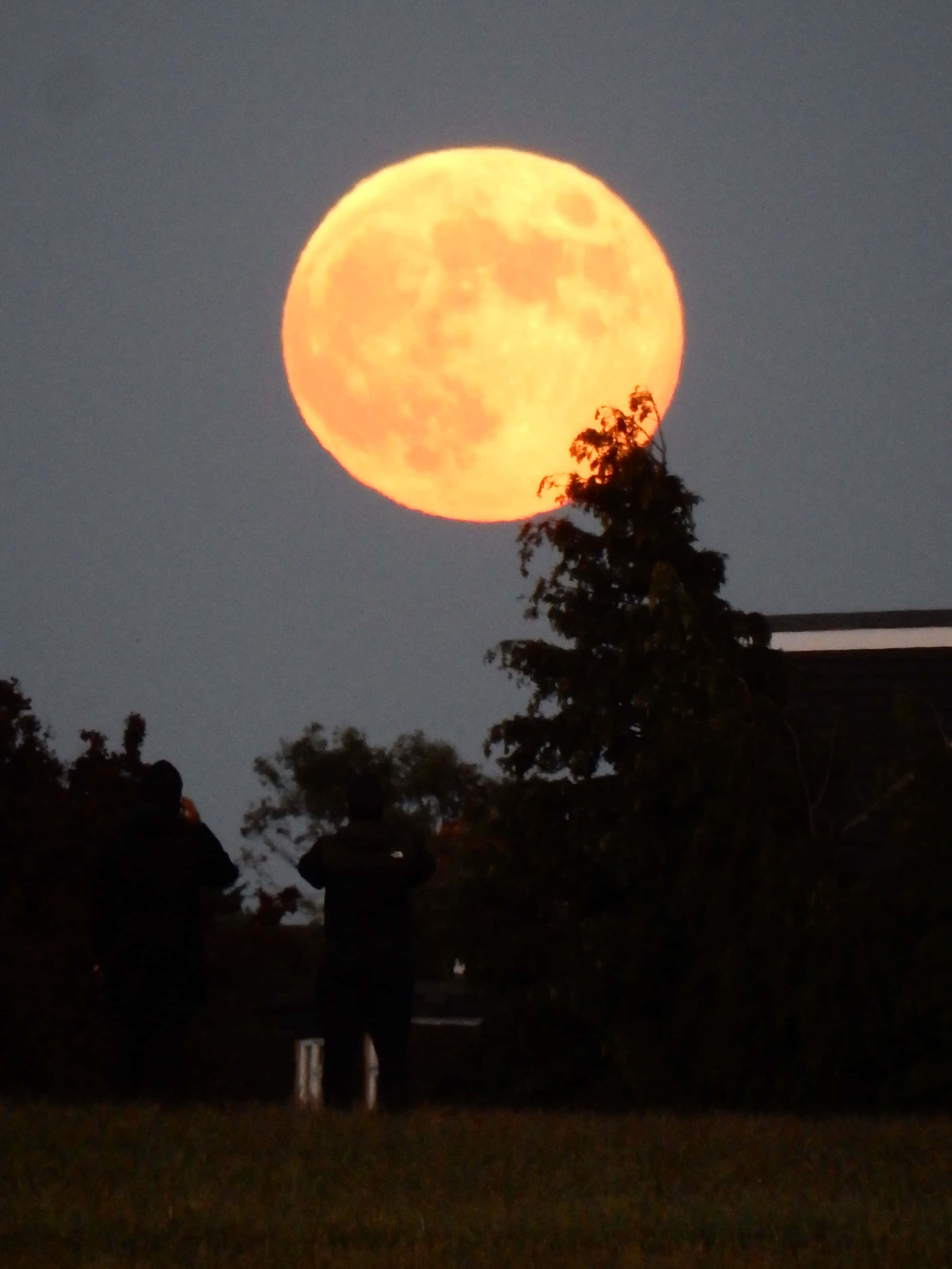 Strawberry Moon 2019, orange full moon, trees, 2K Phone Wallpaper