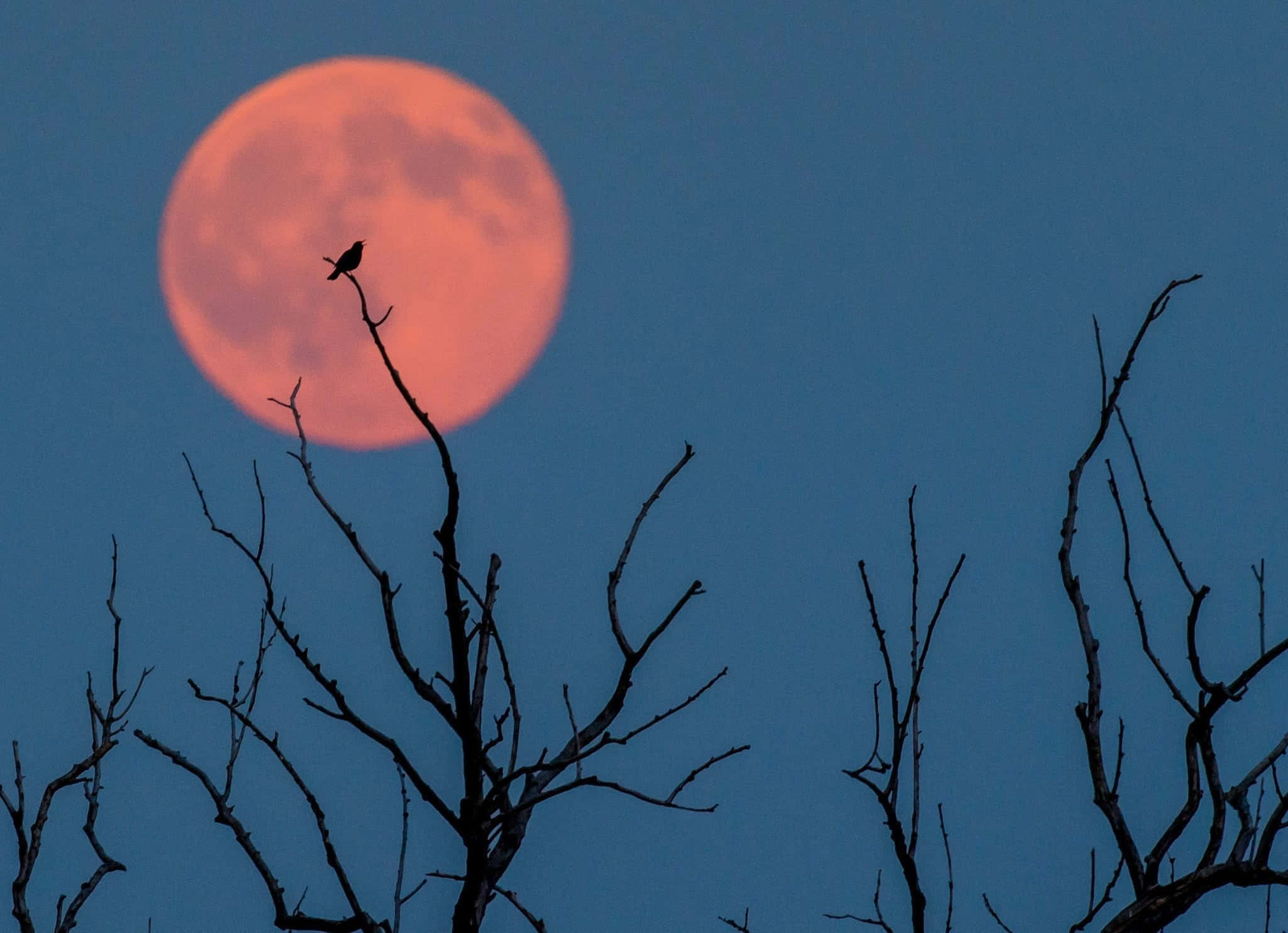 Strawberry Moon 2048 x 1484, full moon, glowing orange, Full HD Desktop Wallpaper