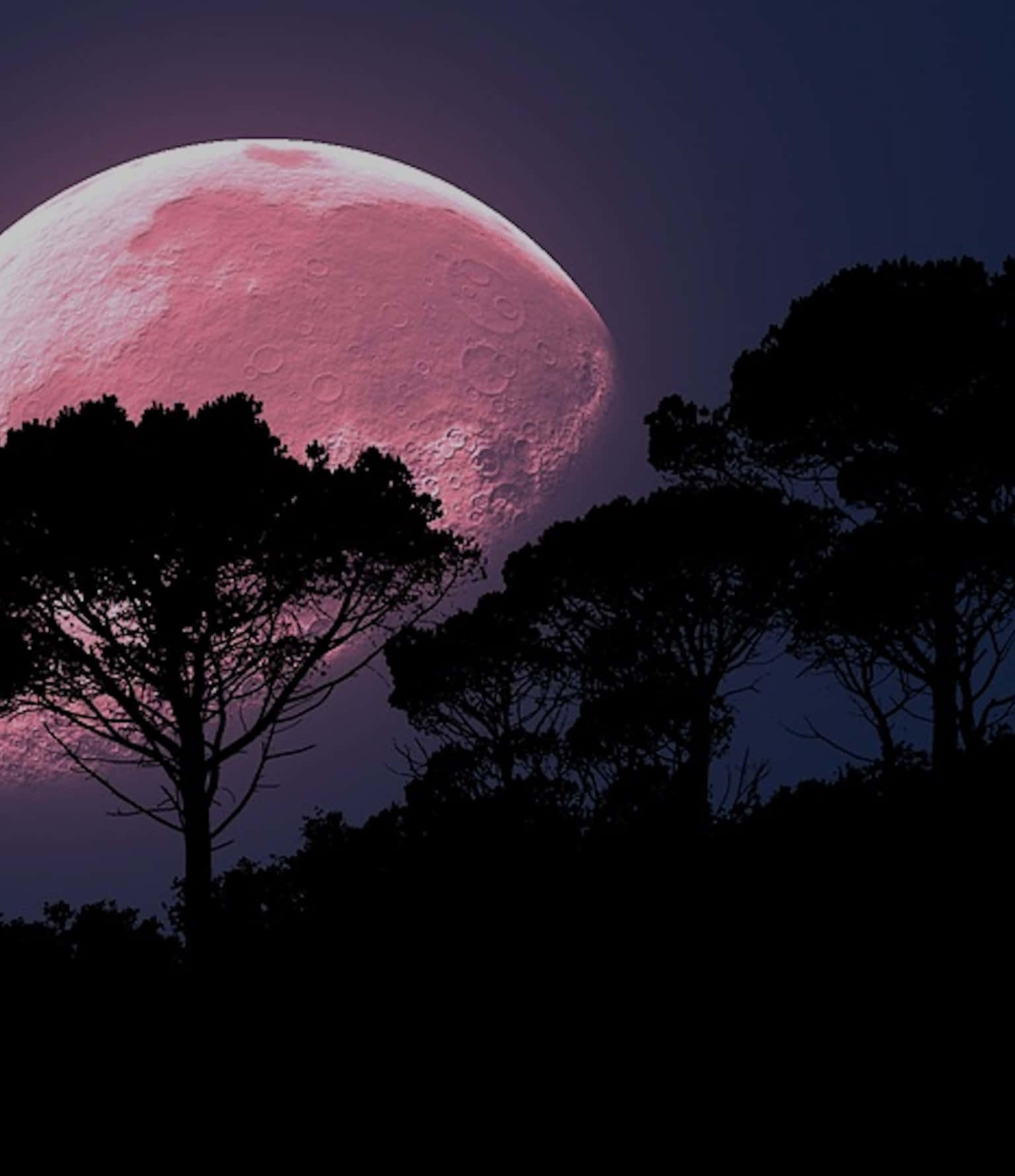 Strawberry Moon 2019, pink moon, dark tree silhouettes, HD Phone Wallpaper