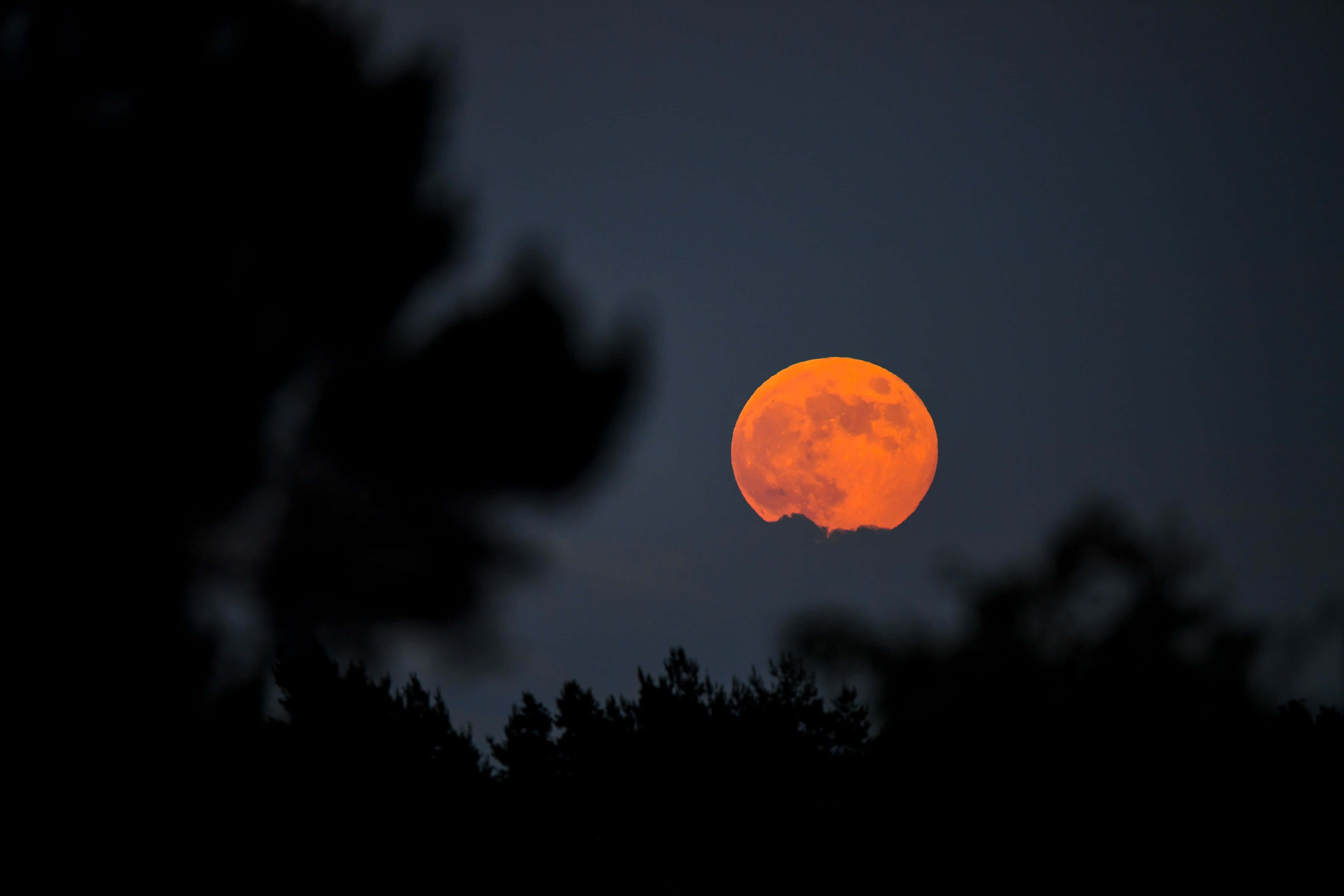 Strawberry Moon, glowing orange full moon, dark tree silhouettes, 5K Desktop Wallpaper