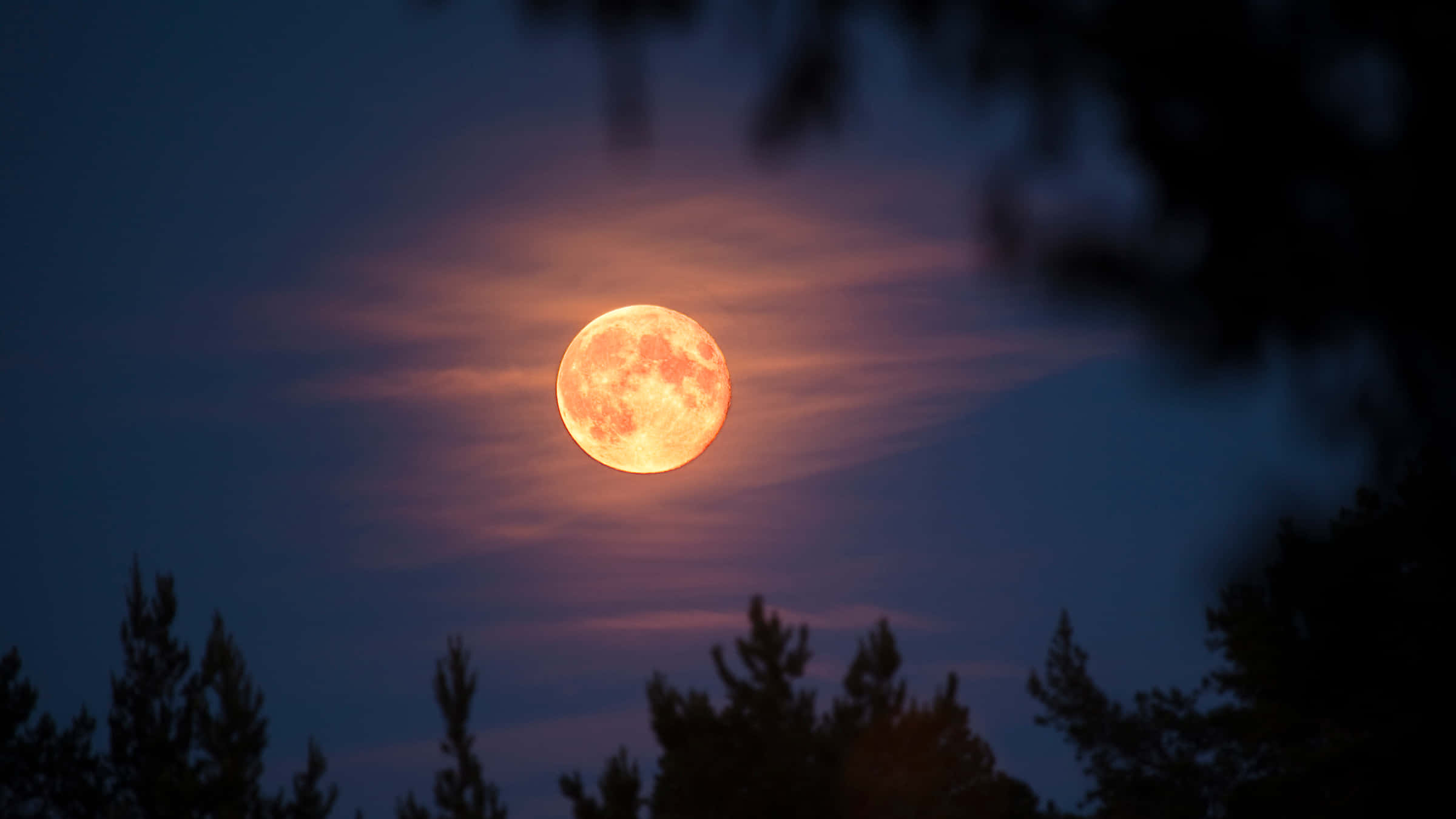 Strawberry Moon, twilight clouds, dark pine tree silhouettes, Full HD Desktop Wallpaper