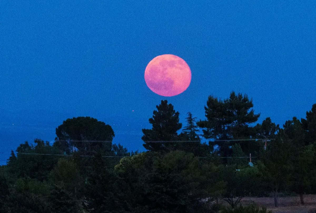 Strawberry Moon, pine trees, twilight sky, SD Desktop Wallpaper