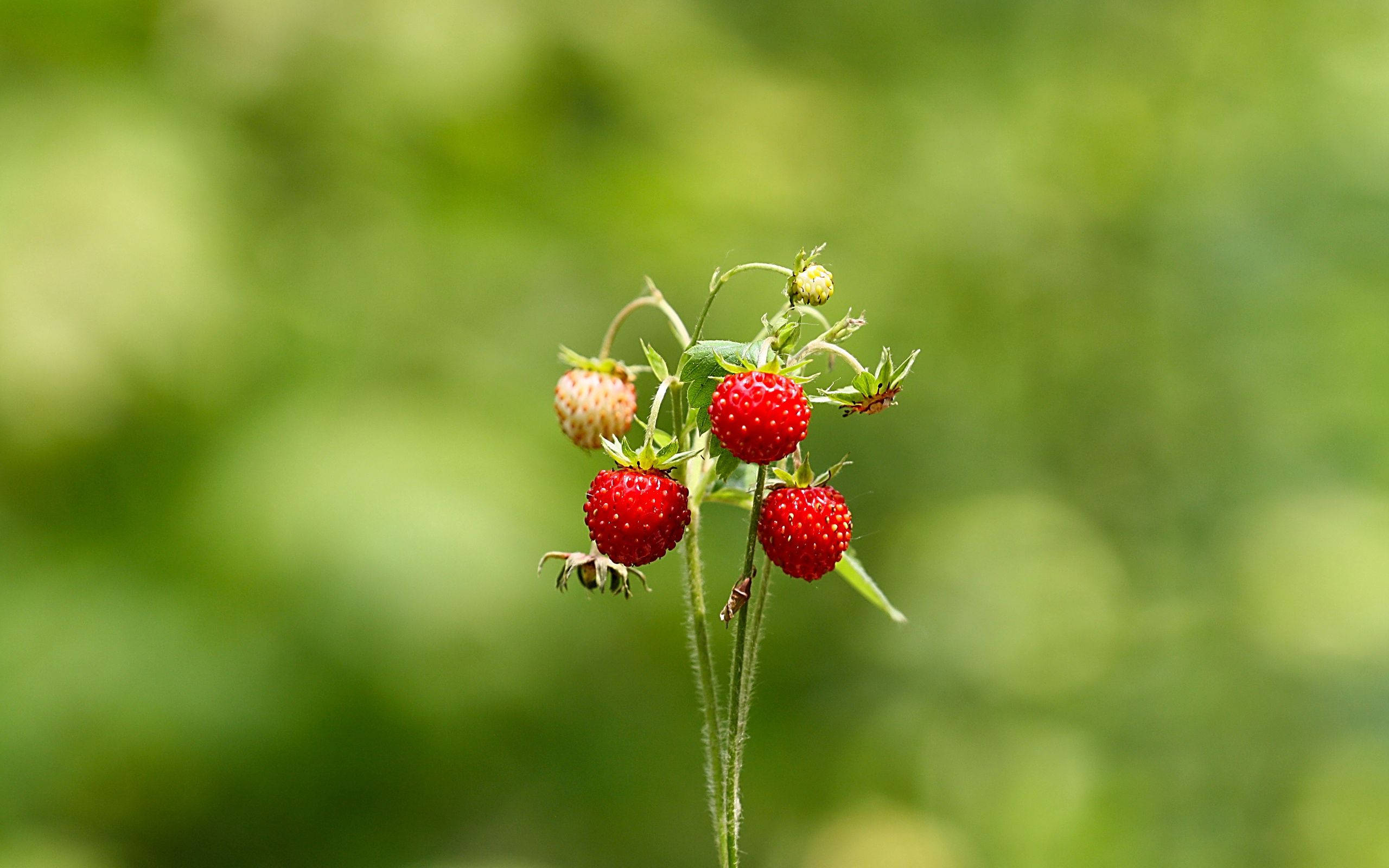 summer strawberries, vibrant red, slender stem, 2K Desktop Wallpaper