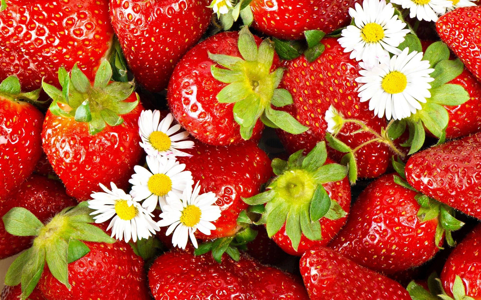 white daisies, yellow centers, juicy red strawberries, Full HD Desktop Wallpaper